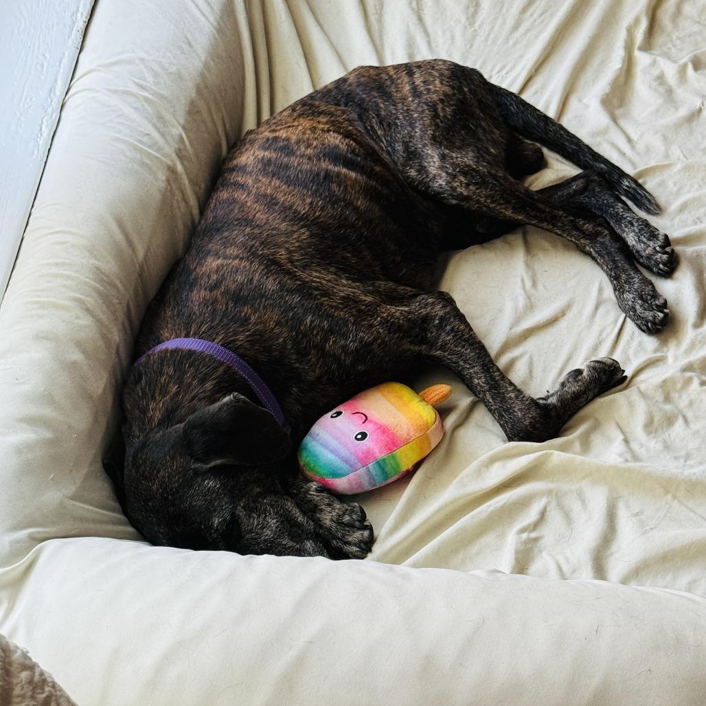 Orville Woofenbacher, a Adoptable mixed breed image 6/6