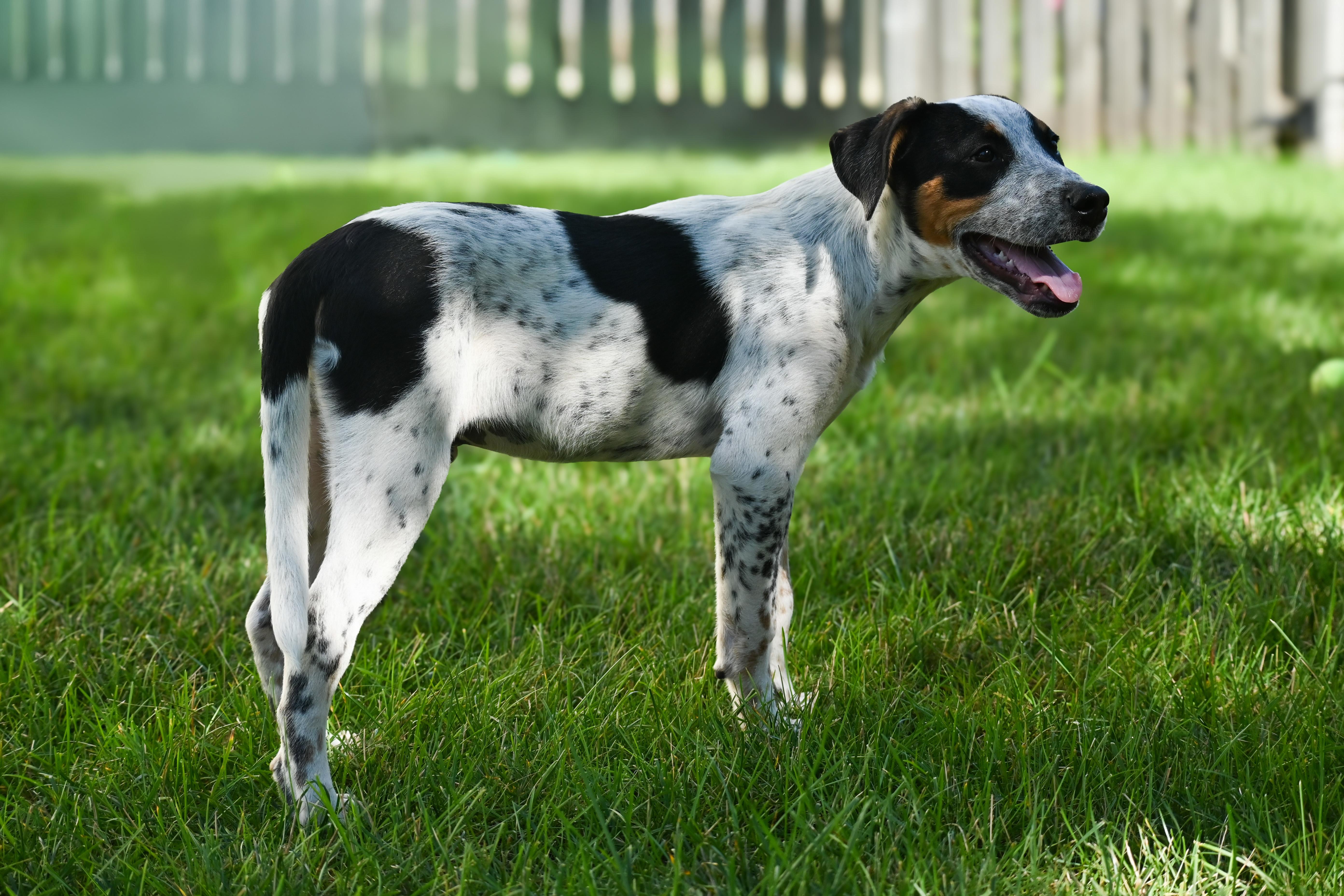Twix, a Adopted mixed breed in Palos Heights, IL image 1/5