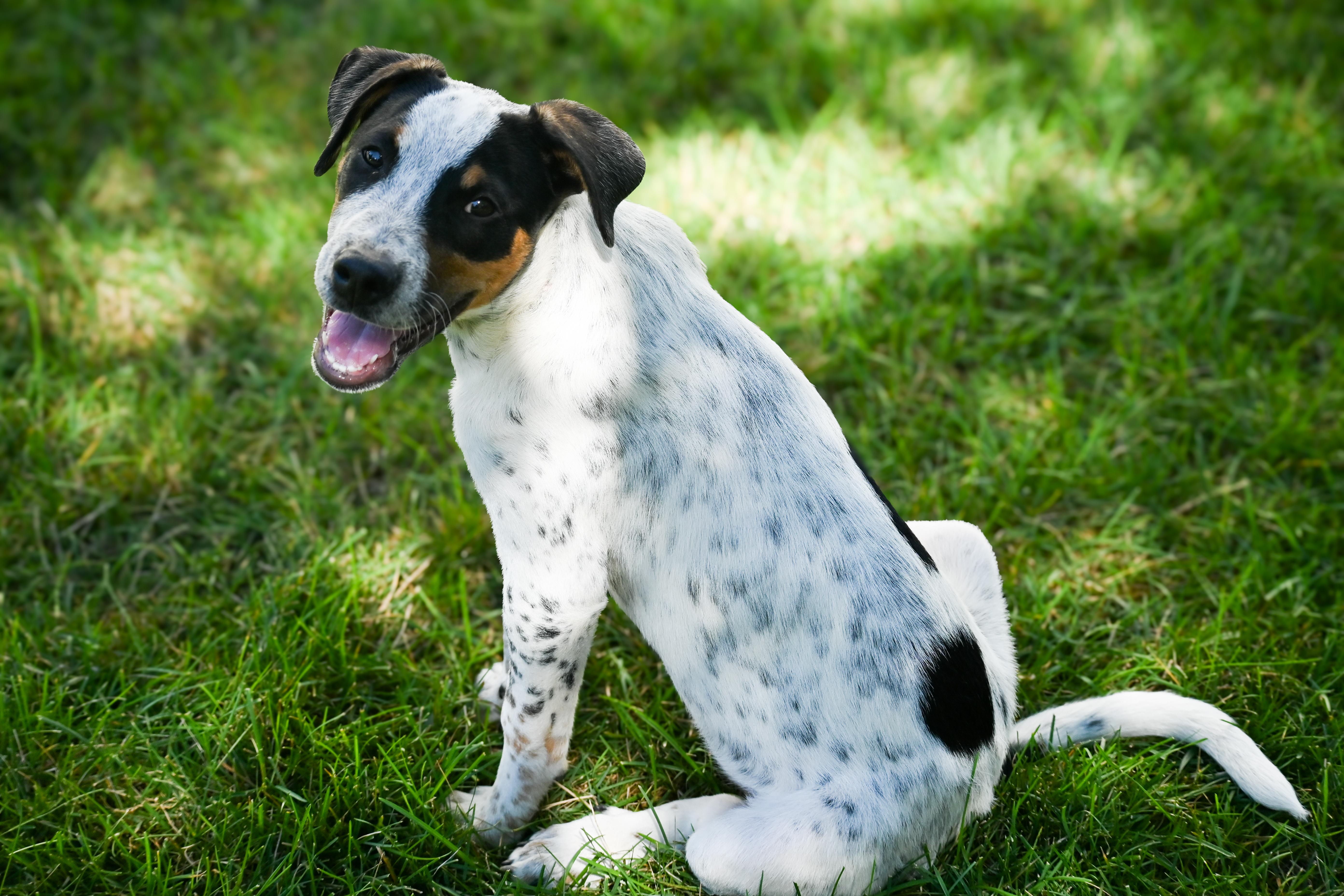 Twix, a Adopted mixed breed in Palos Heights, IL image 2/5