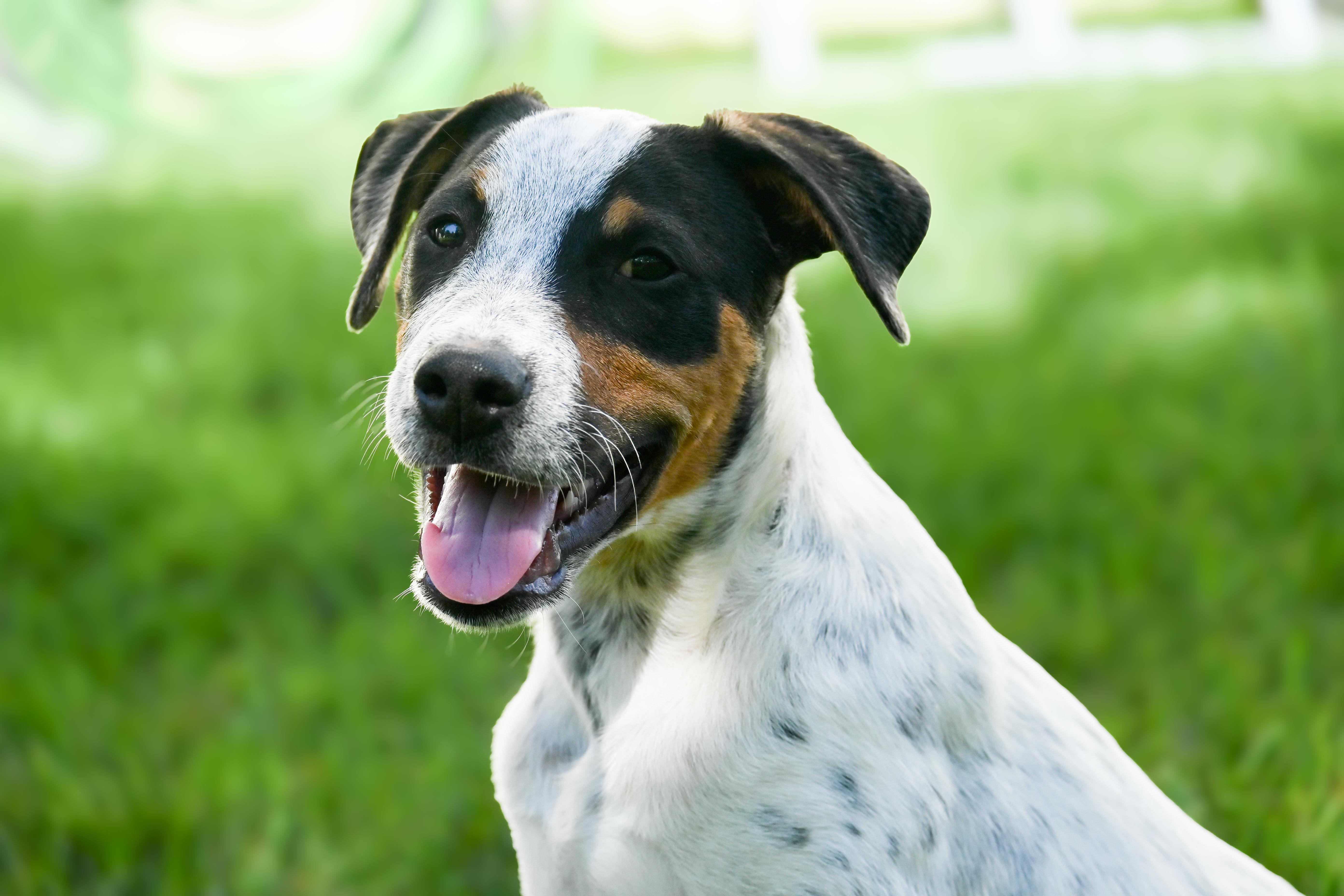 Twix, a Adopted mixed breed in Palos Heights, IL image 3/5