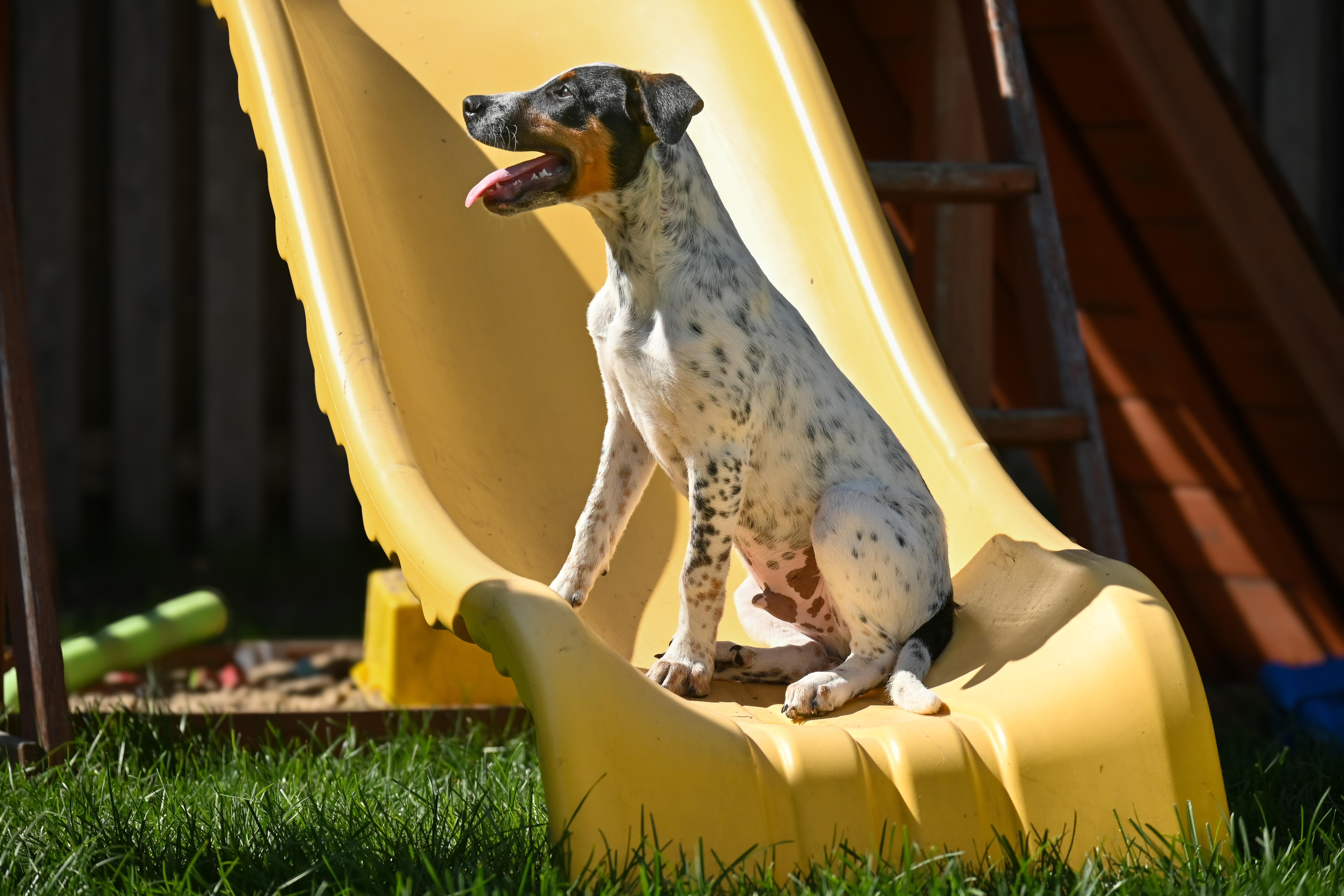 Twix, a Adopted mixed breed in Palos Heights, IL image 4/5
