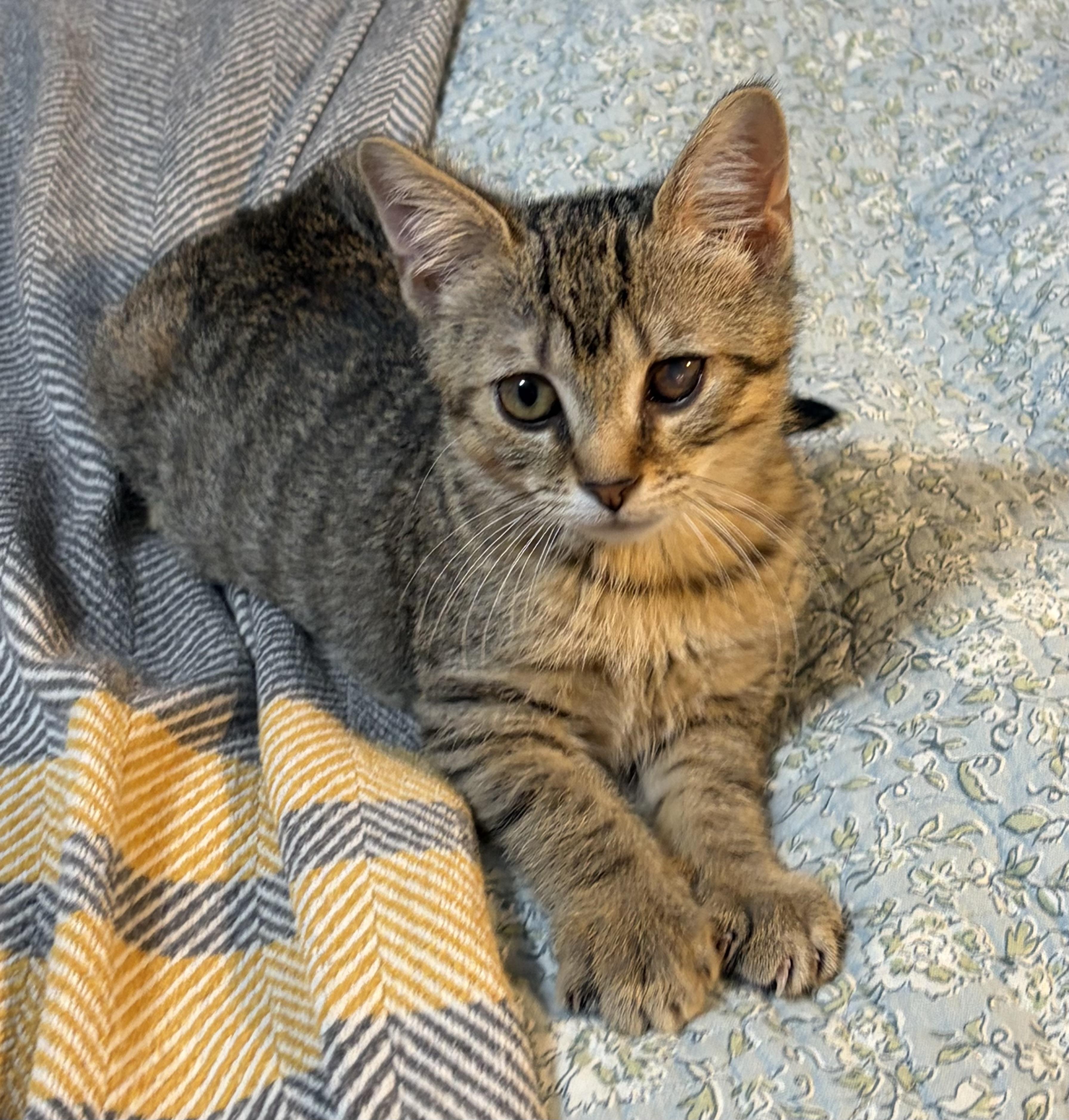 Enlarge Hozier, a Adopted Domestic Short Hair in Breinigsville, PA image 1/1