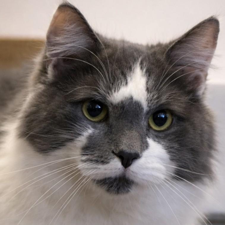 Charlie, adopted, Young Male Domestic Medium Hair.