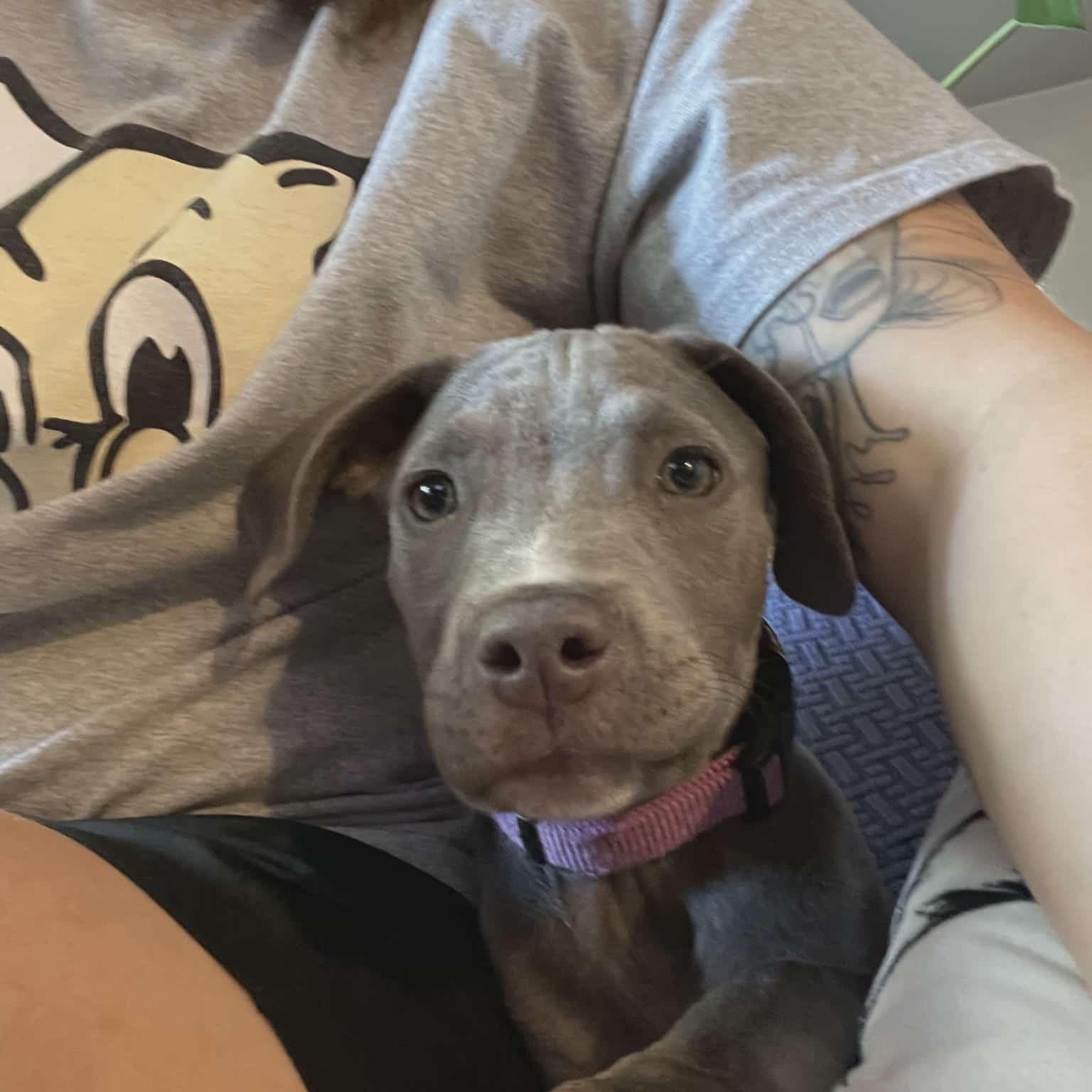 Mochi, a Adopted Pit Bull Terrier in Niles, IL image 3/6