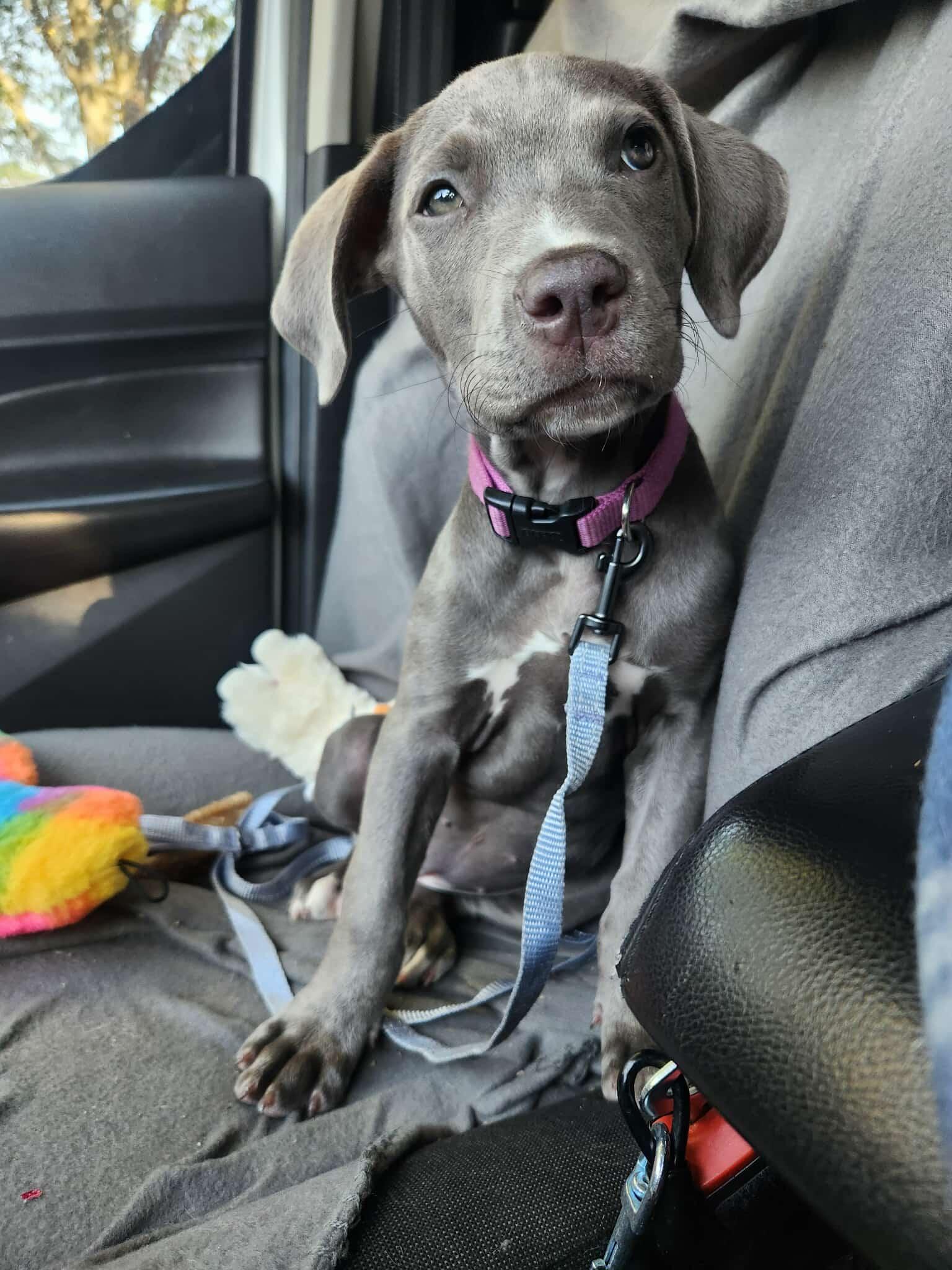 Mochi, a Adopted Pit Bull Terrier in Niles, IL image 4/6