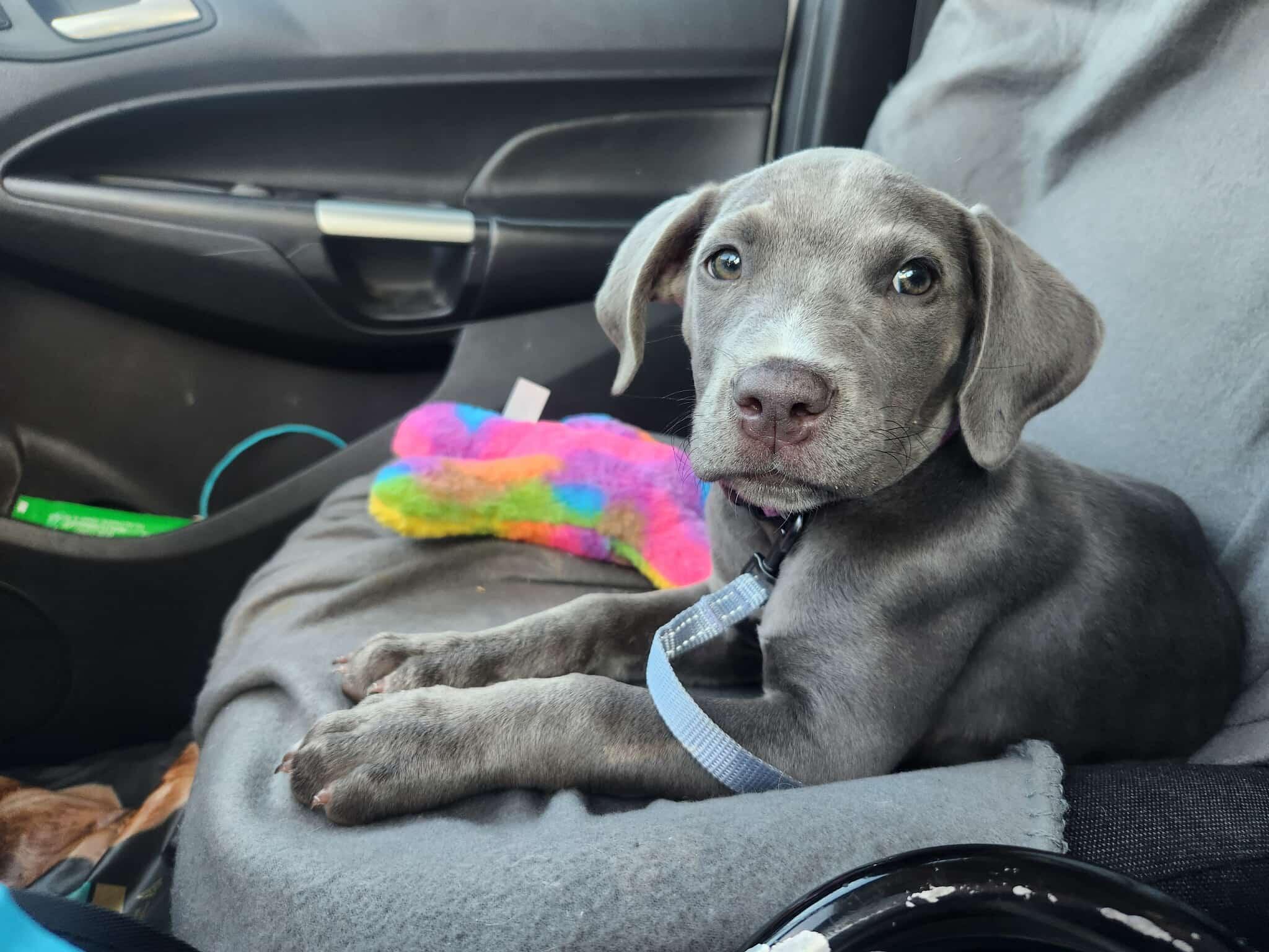 Mochi, a Adopted Pit Bull Terrier in Niles, IL image 2/6
