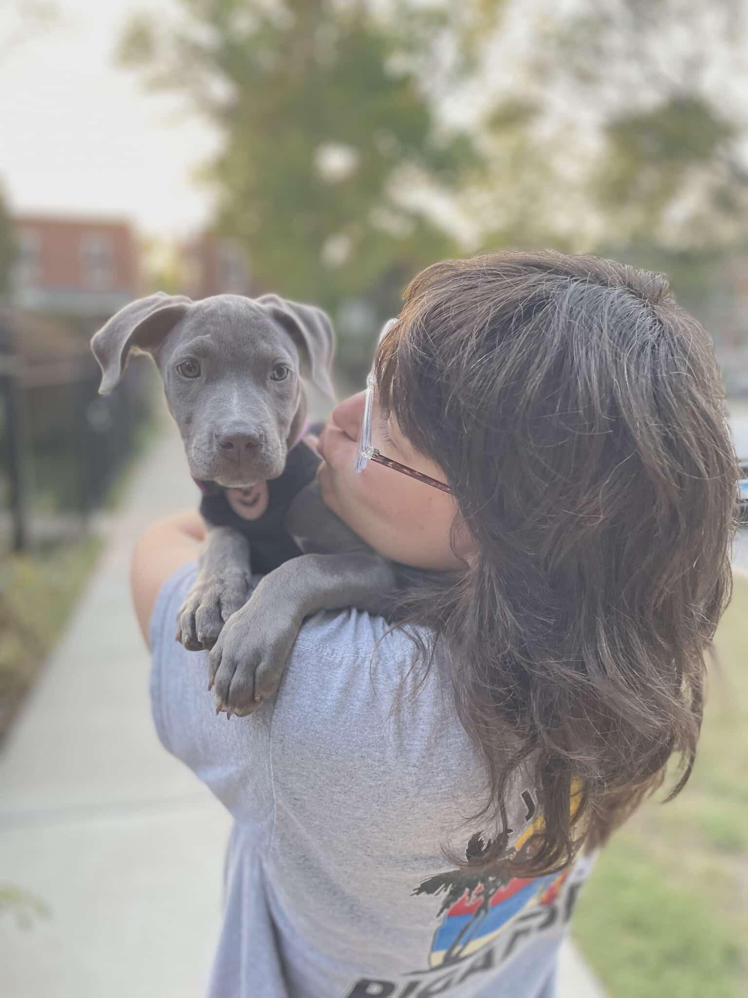 Mochi, a Adopted Pit Bull Terrier in Niles, IL image 1/6