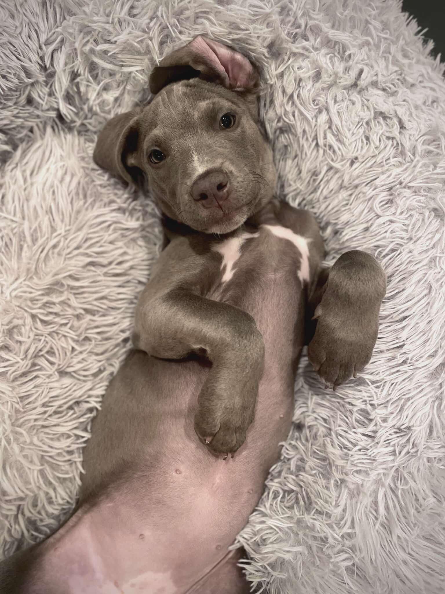 Mochi, a Adopted Pit Bull Terrier in Niles, IL image 5/6