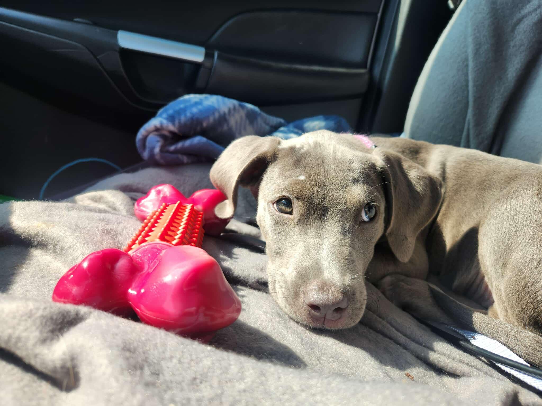 Mochi, a Adopted Pit Bull Terrier in Niles, IL image 6/6