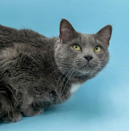 Enlarge Ash, a Adoptable mixed breed in Bowling Green, KY image 1/3