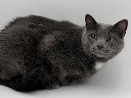 Enlarge Ash, a Adoptable mixed breed in Bowling Green, KY image 2/3
