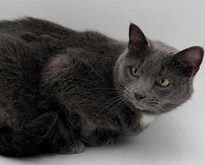Enlarge Ash, a Adoptable mixed breed in Bowling Green, KY image 3/3