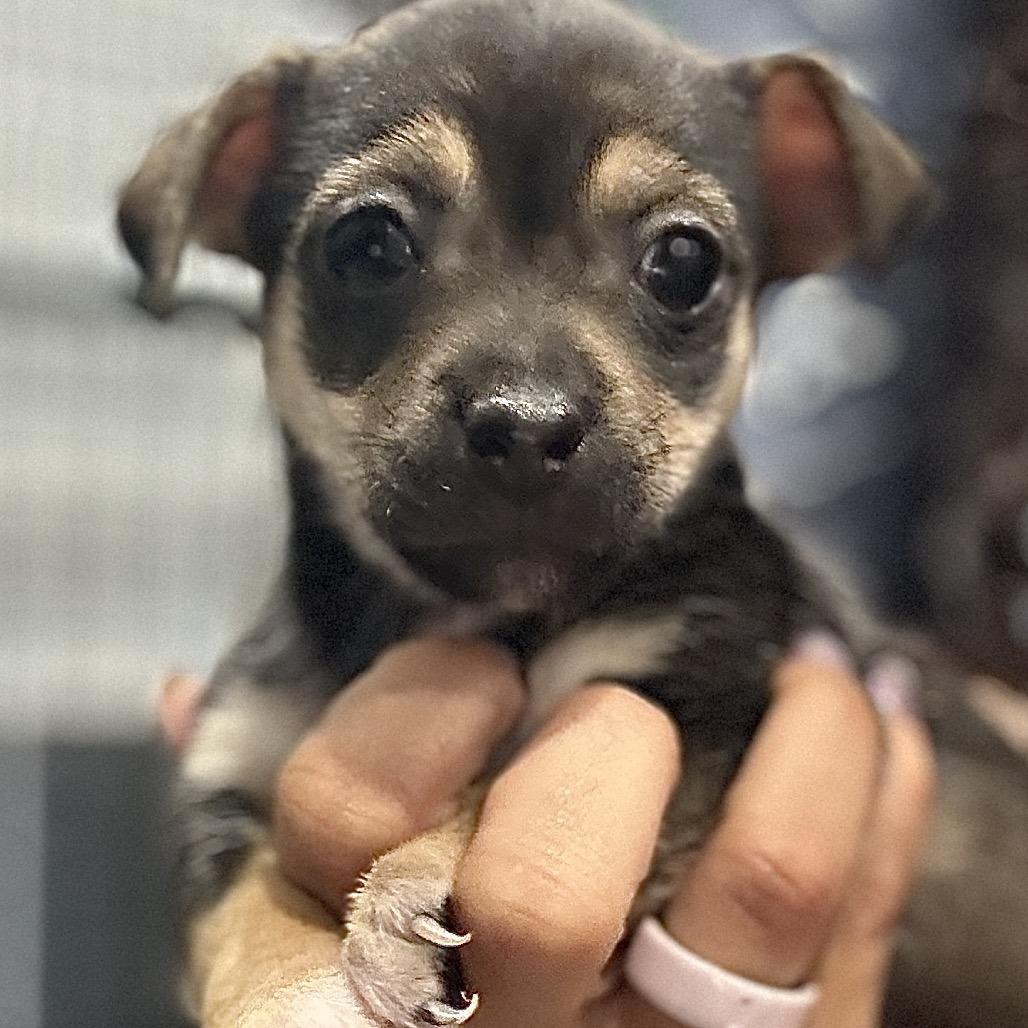 Suriname, Adoptable, Puppy Male Chihuahua.