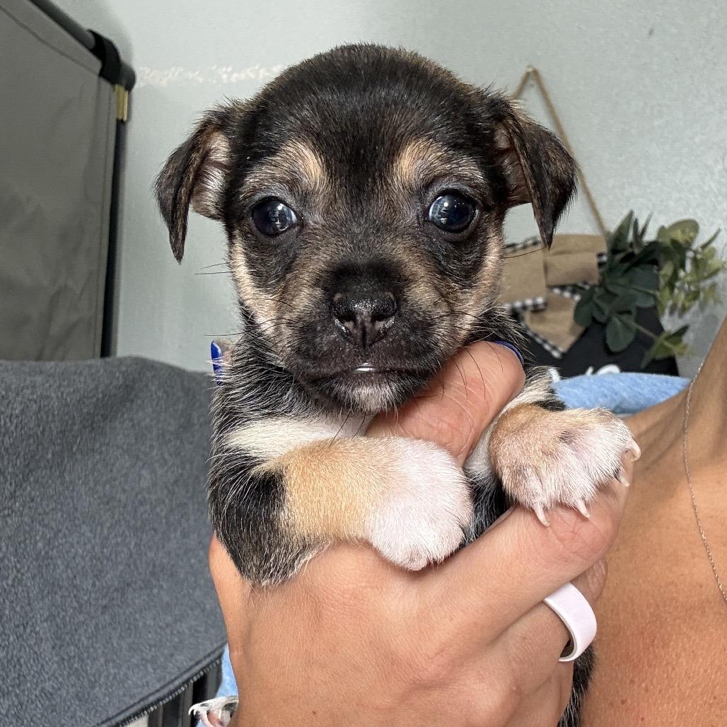 Enlarge Suriname, a Adoptable Chihuahua in Katy, TX image 3/3