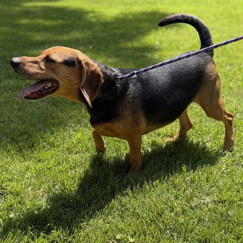 Ace, Adoptable, Adult Male Beagle.