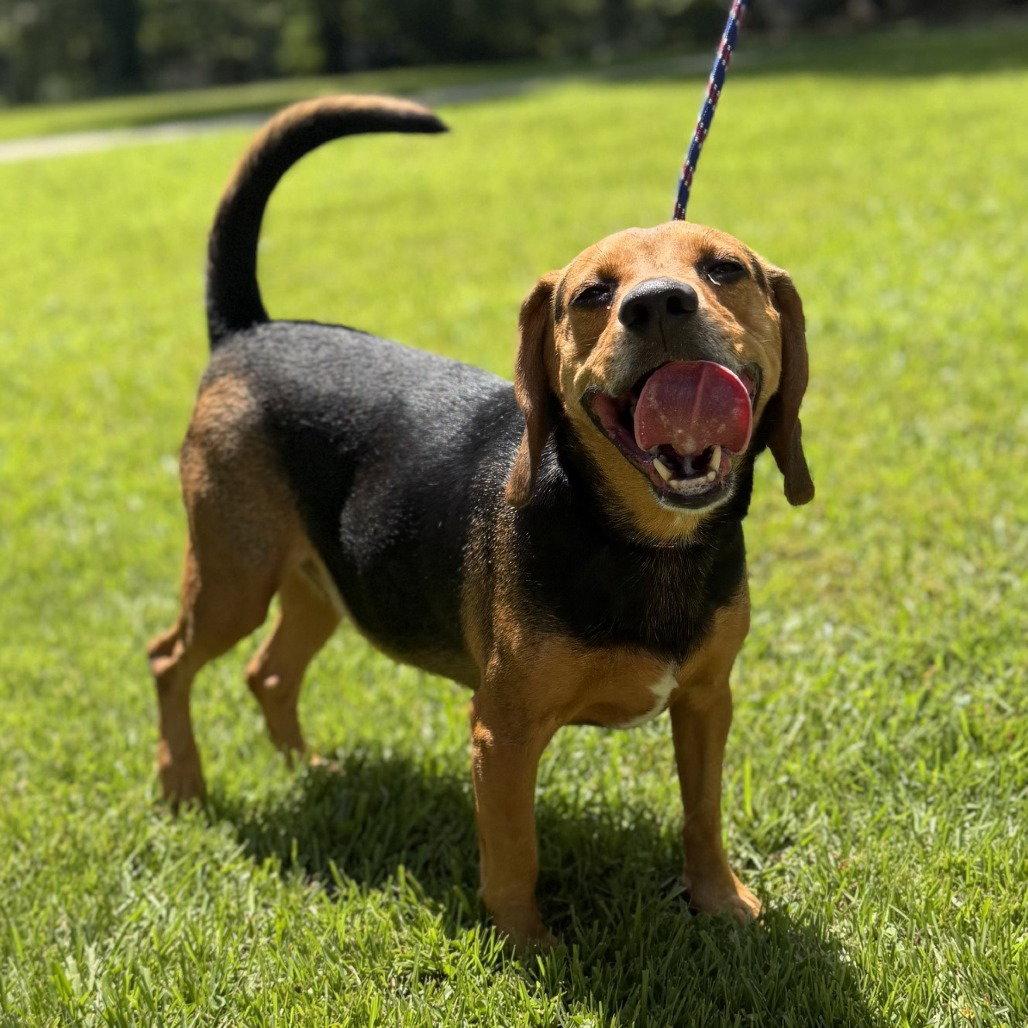 Enlarge Ace, a Adoptable Beagle in Locust Fork, AL image 2/3