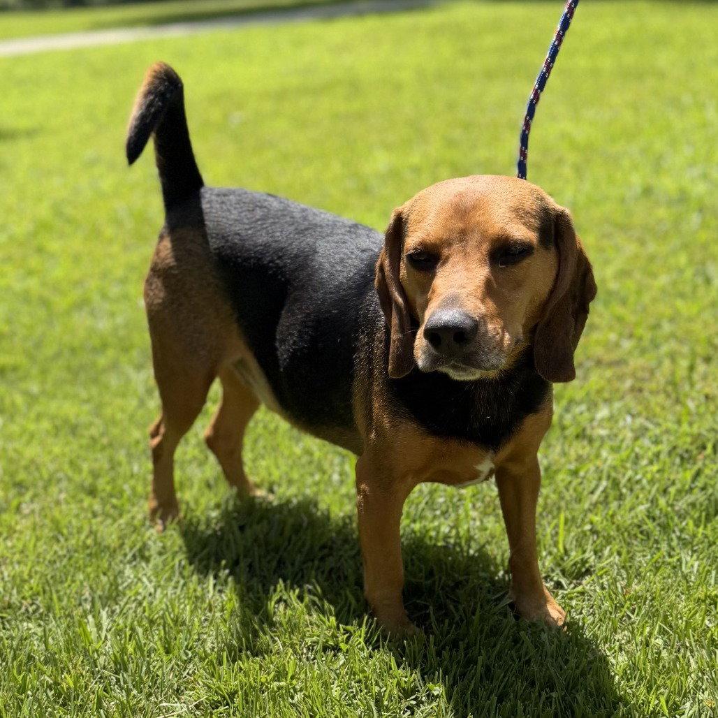 Enlarge Ace, a Adoptable Beagle in Locust Fork, AL image 3/3