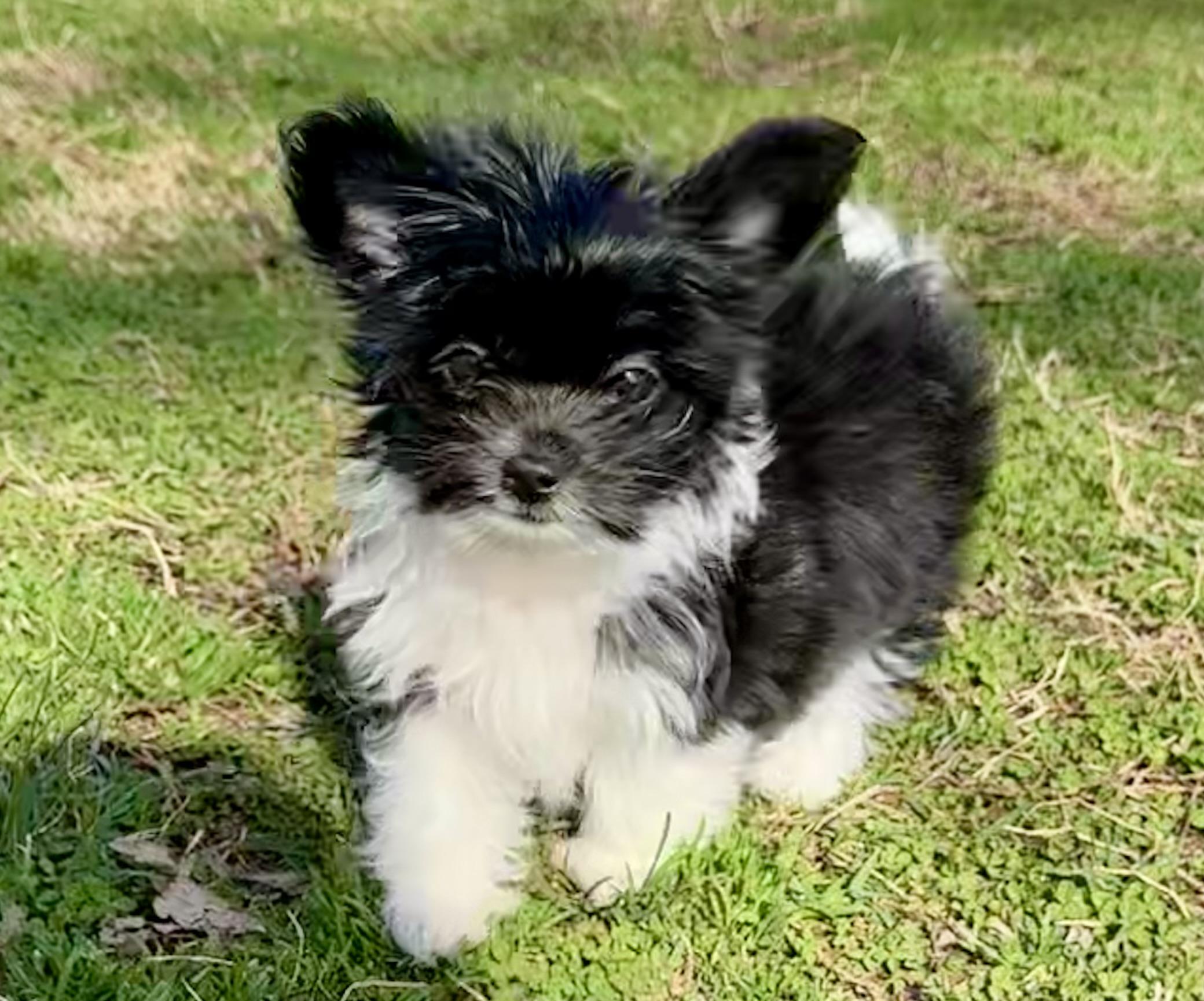 Enlarge Prancer, a Adoptable mixed breed in Monroe, NC image 1/1