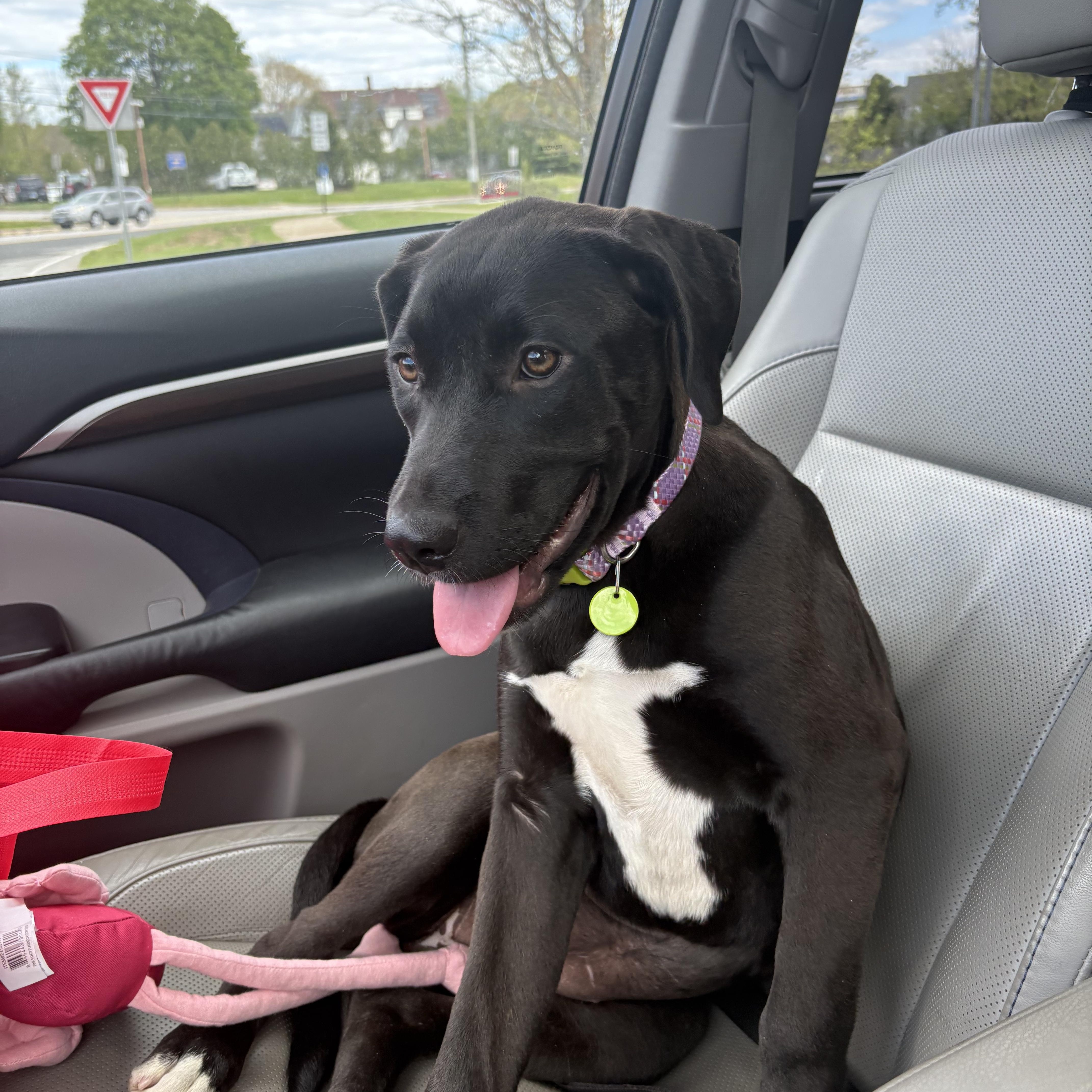 Addy, an adopted mixed breed in Hillsdale, NY image 4/5