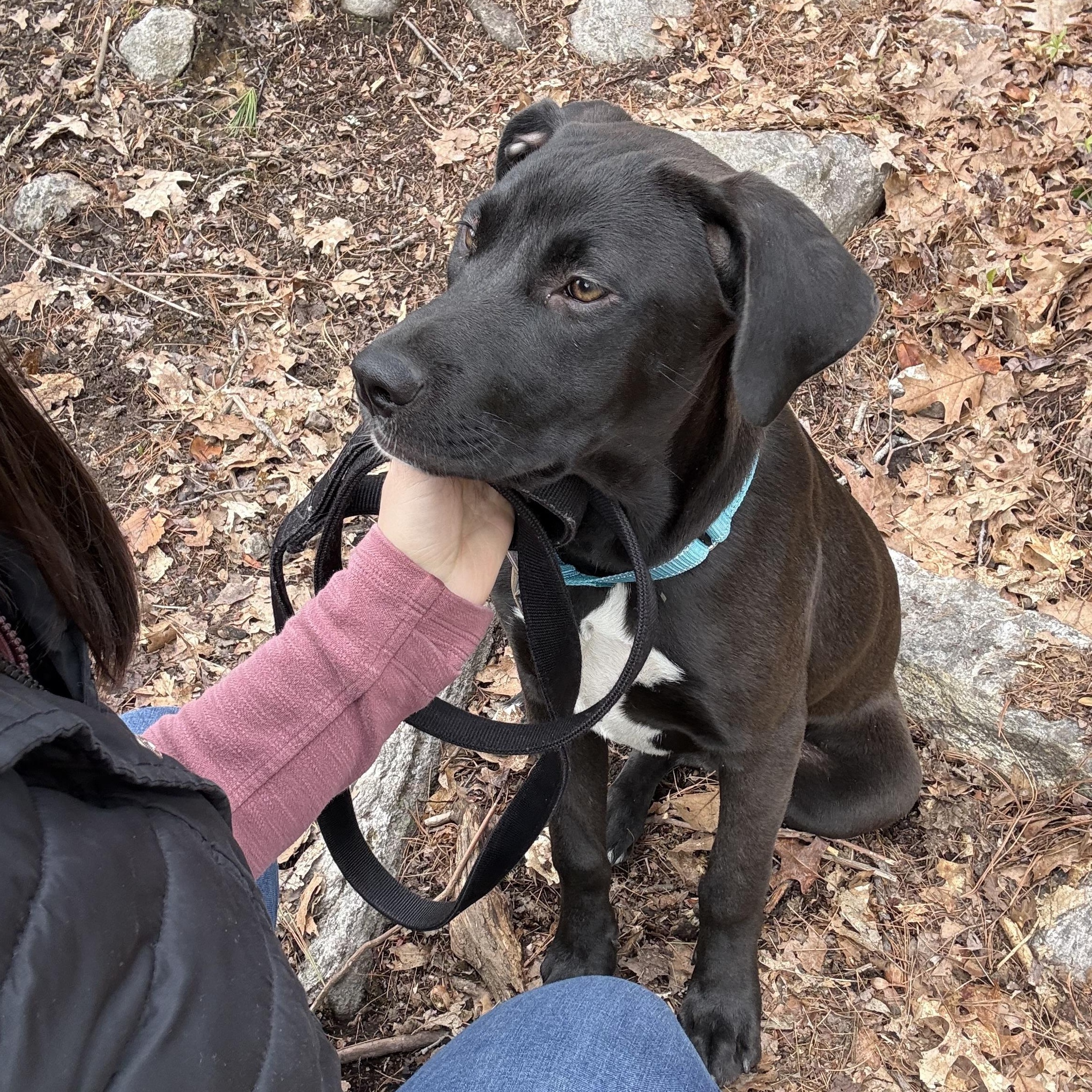 Addy, an adopted mixed breed in Hillsdale, NY image 5/5