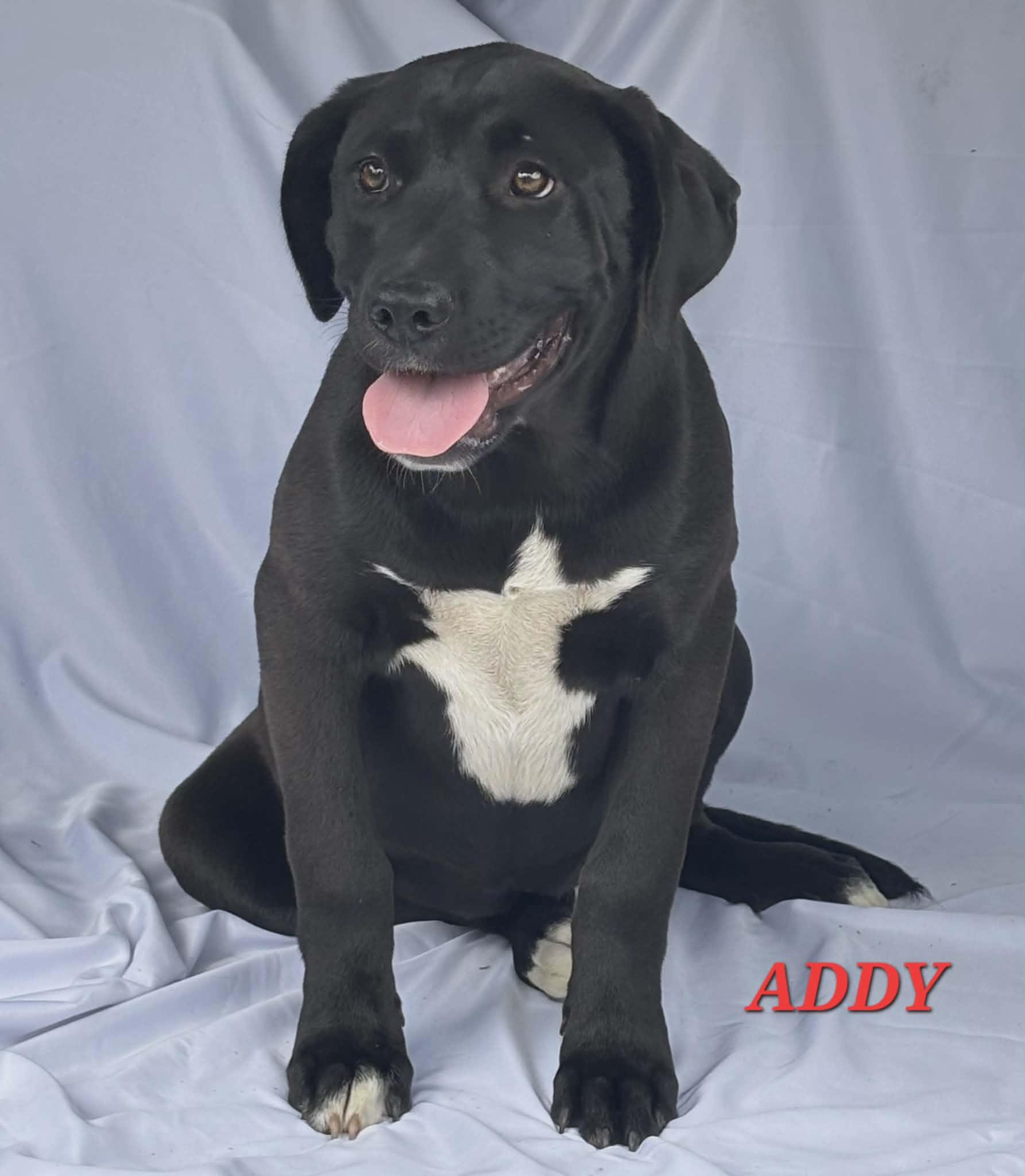 Enlarge Addy, a ADOPTABLE mixed breed in Hillsdale, NY image 1/1