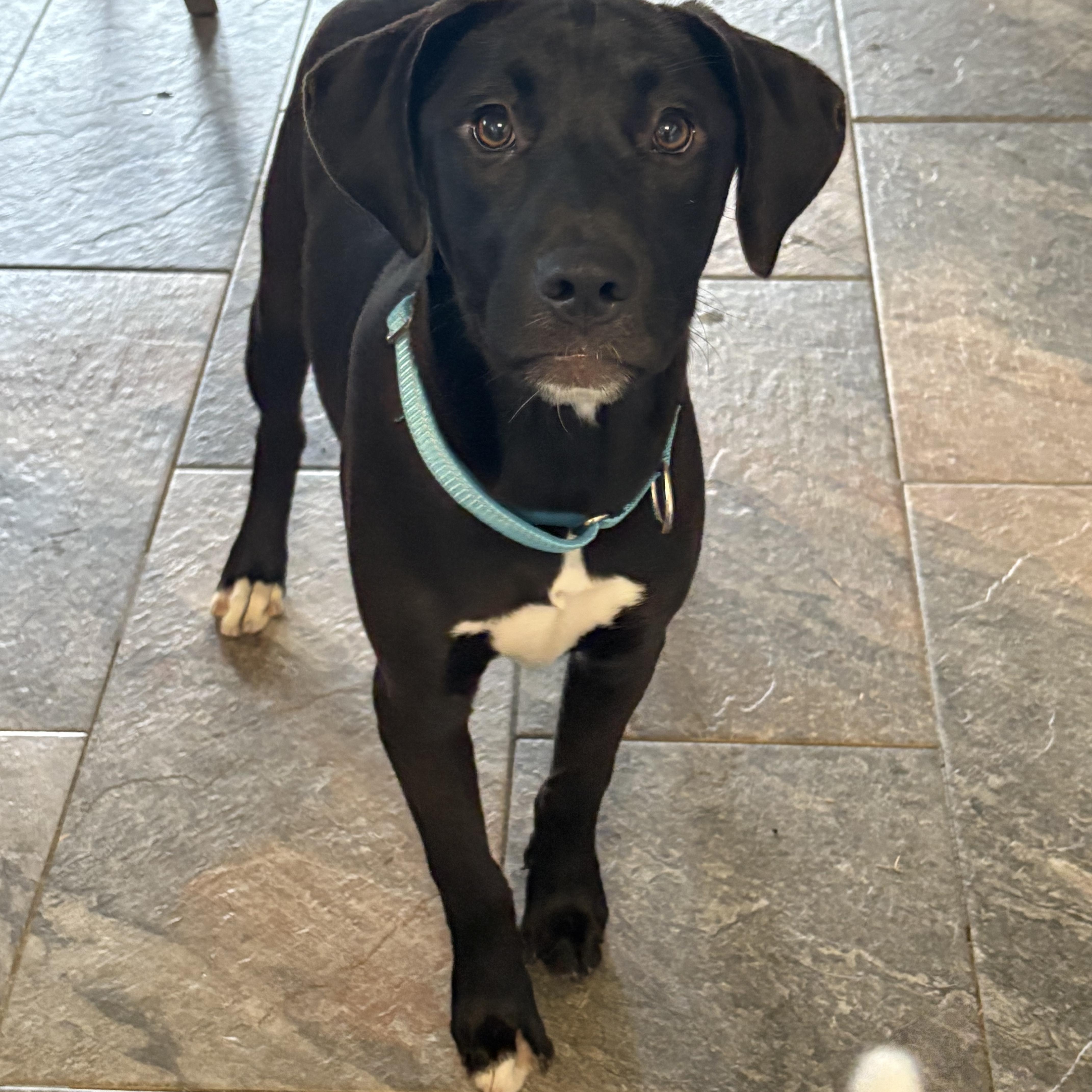 Addy, an adopted mixed breed in Hillsdale, NY image 3/5