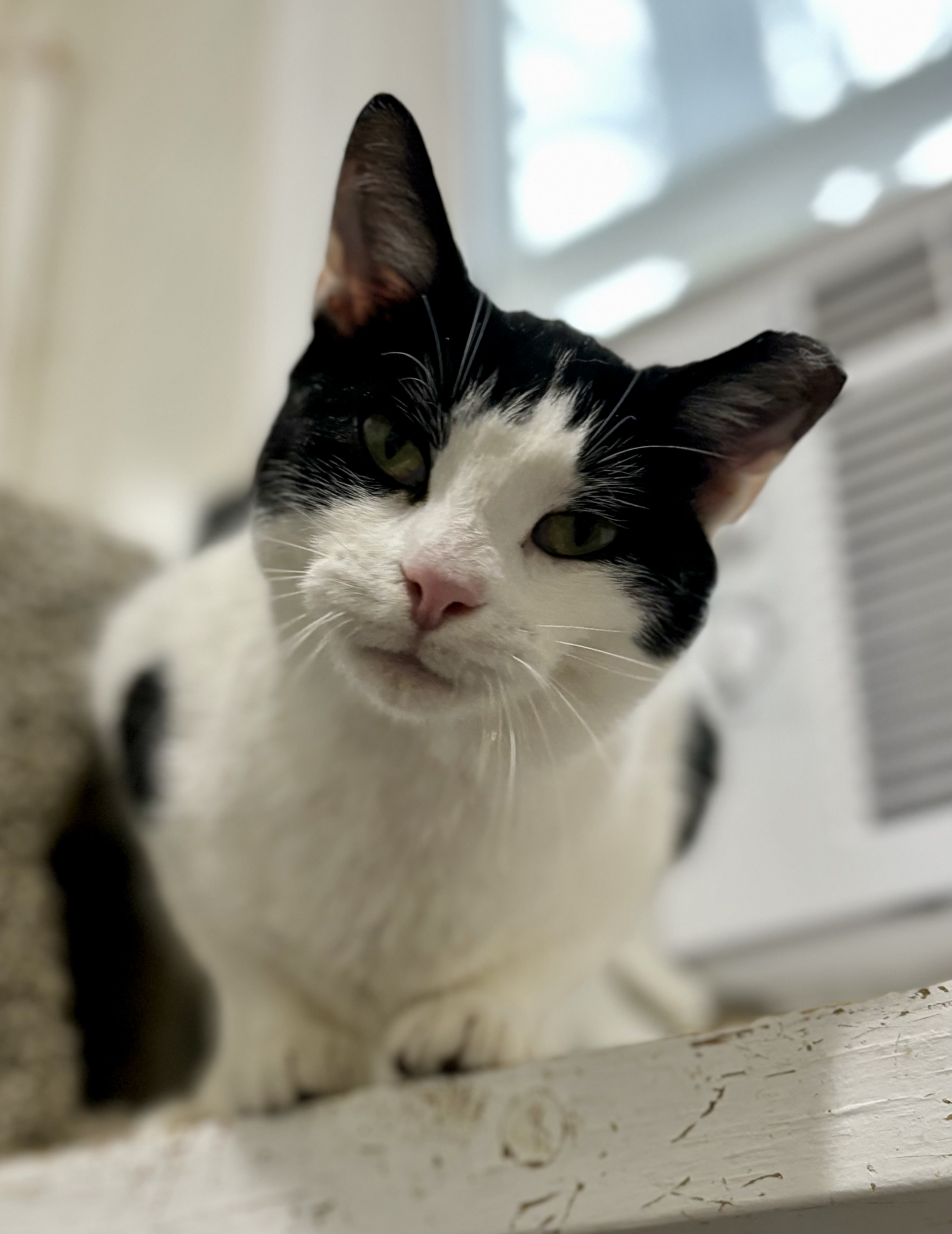 Hope, Adoptable, Young Female Domestic Short Hair.