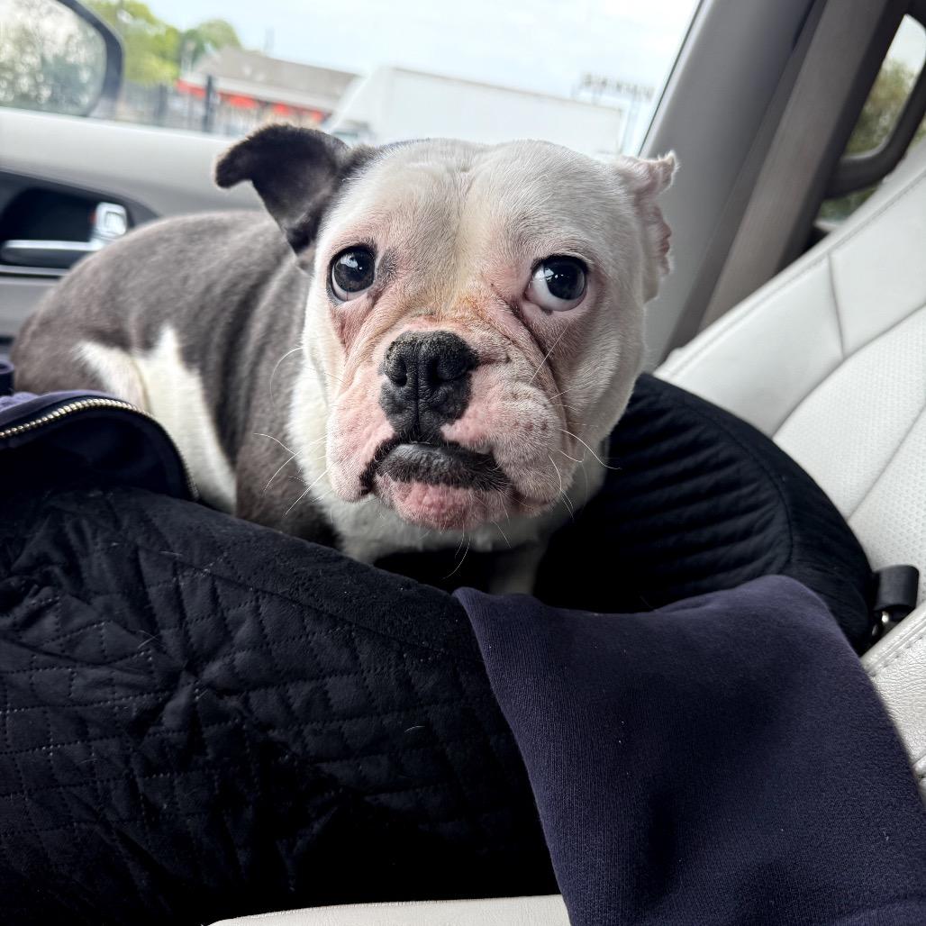 Babybel, Adoptable, Adult Female English Bulldog.