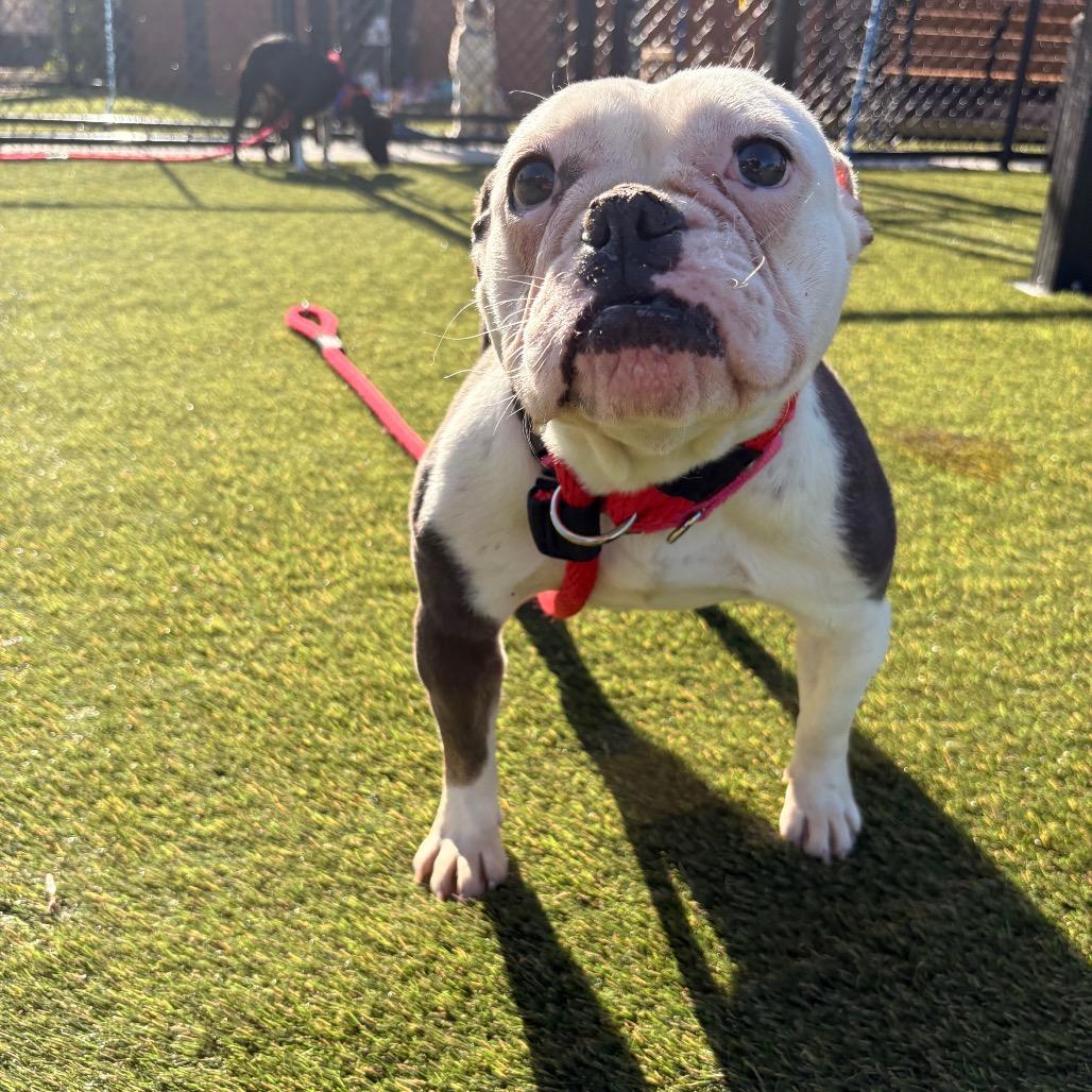 Enlarge Babybel, a Adoptable English Bulldog in Medford, NJ image 2/5