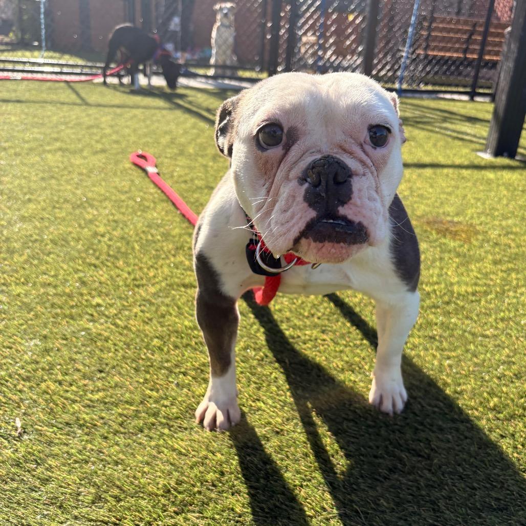 Enlarge Babybel, a Adoptable English Bulldog in Medford, NJ image 3/5