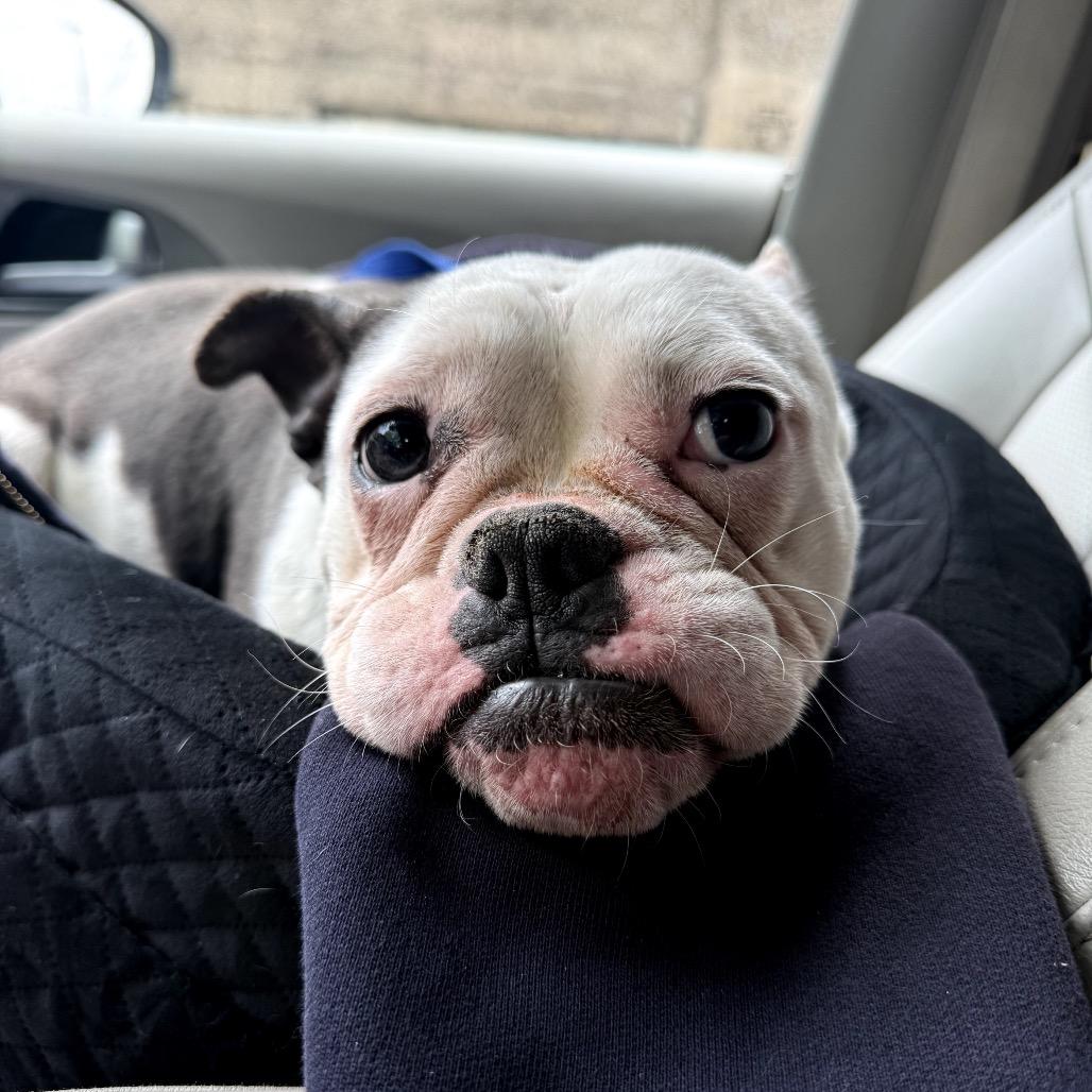 Enlarge Babybel, a Adoptable English Bulldog in Medford, NJ image 4/5