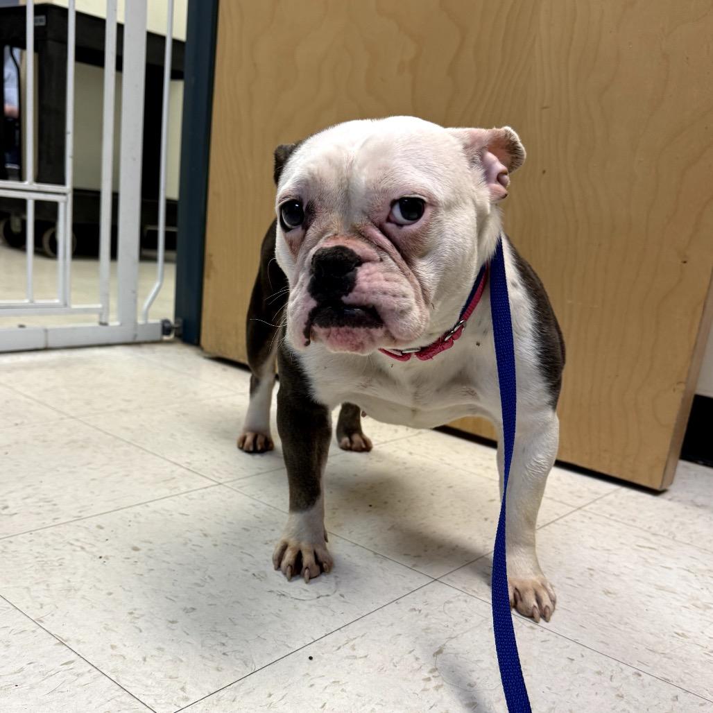 Enlarge Babybel, a Adoptable English Bulldog in Medford, NJ image 5/5