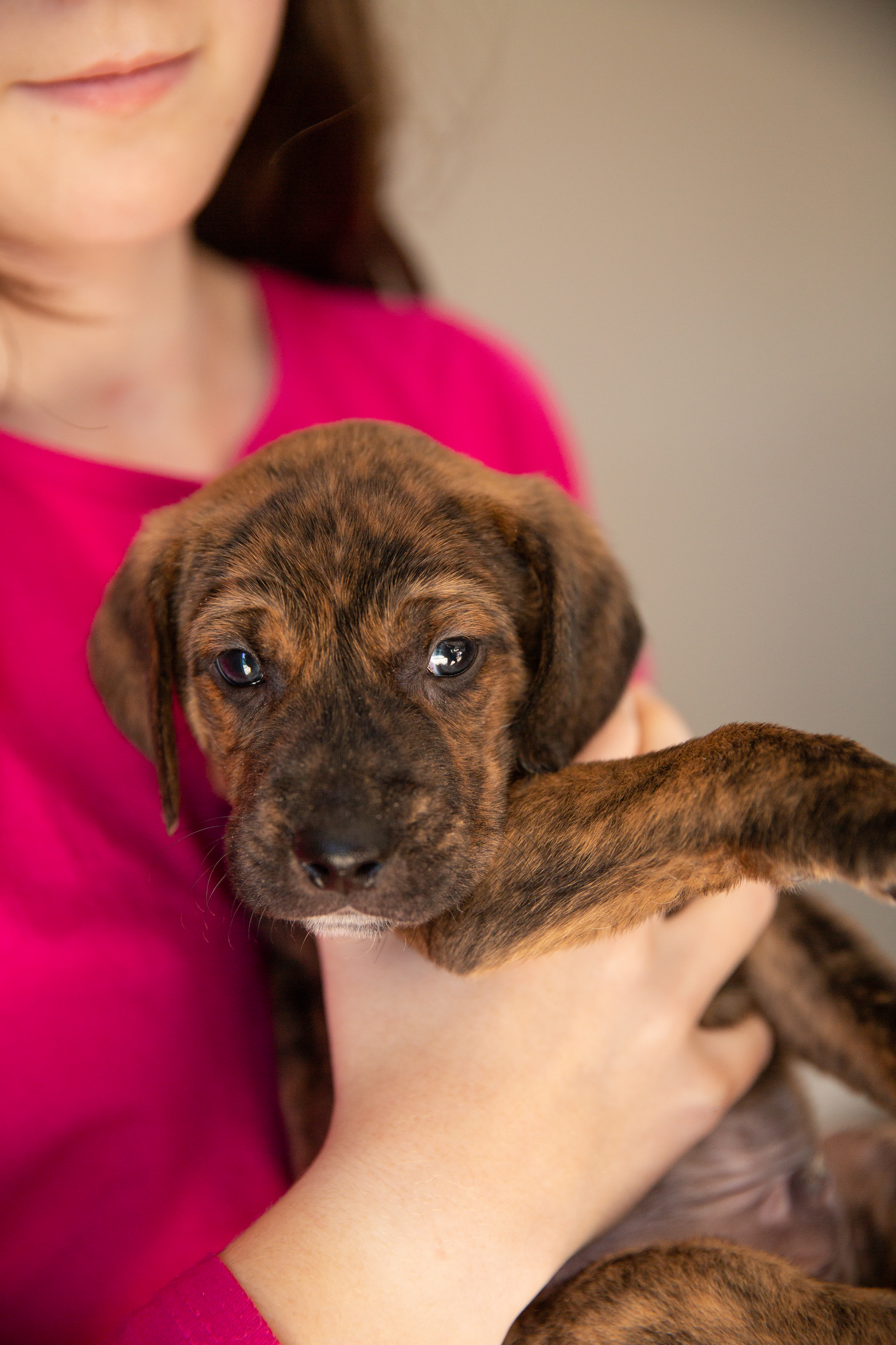 Teddy, a Adopted mixed breed in Chesterville, ON image 1/2