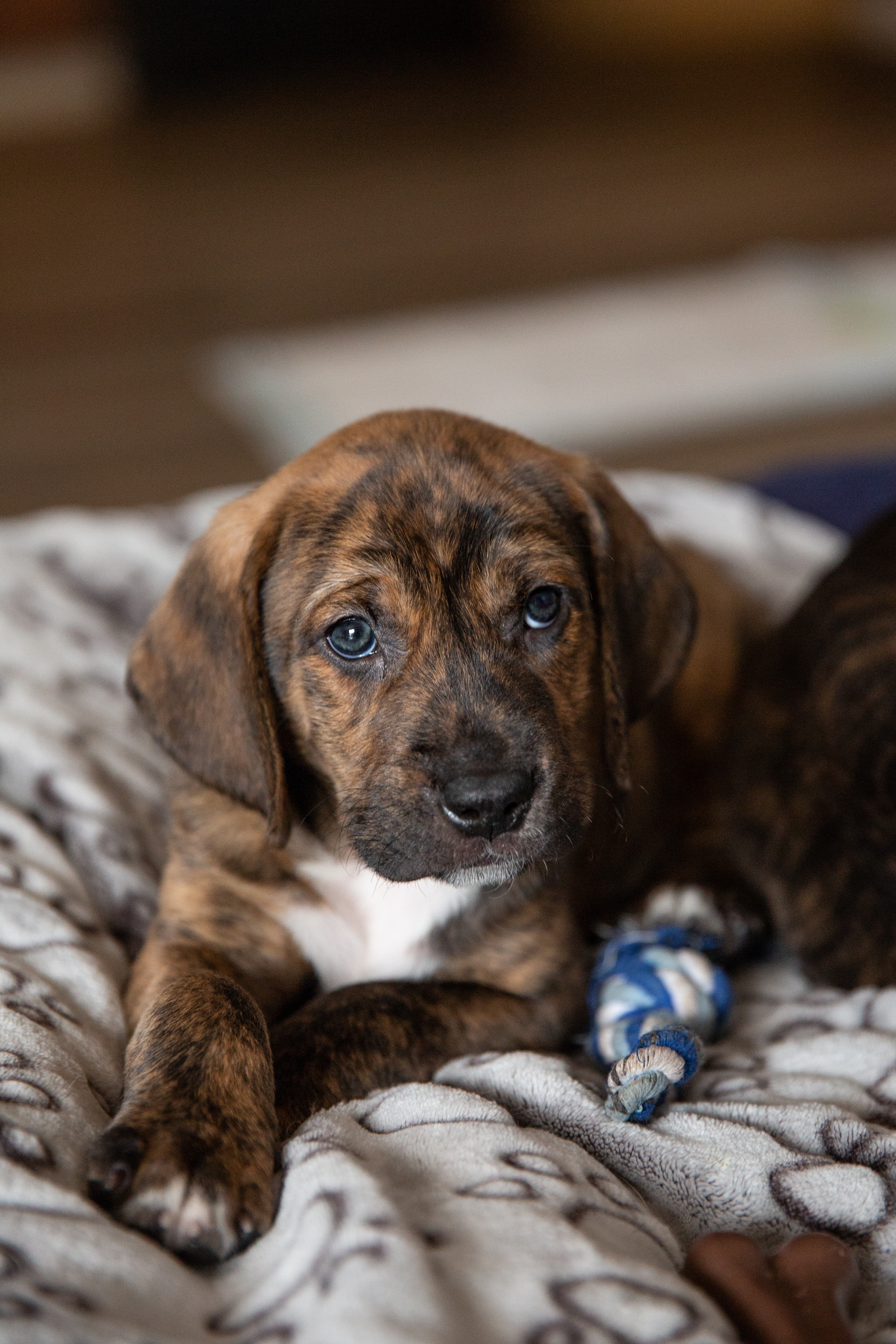 Teddy, a Adopted mixed breed in Chesterville, ON image 2/2