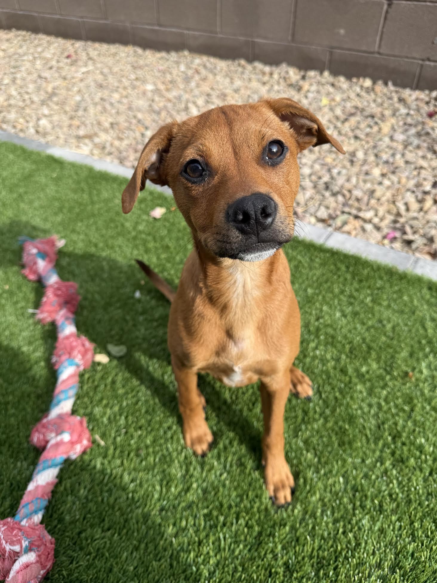 Duke, a ADOPTABLE mixed breed in Las Vegas, NV image 2/4