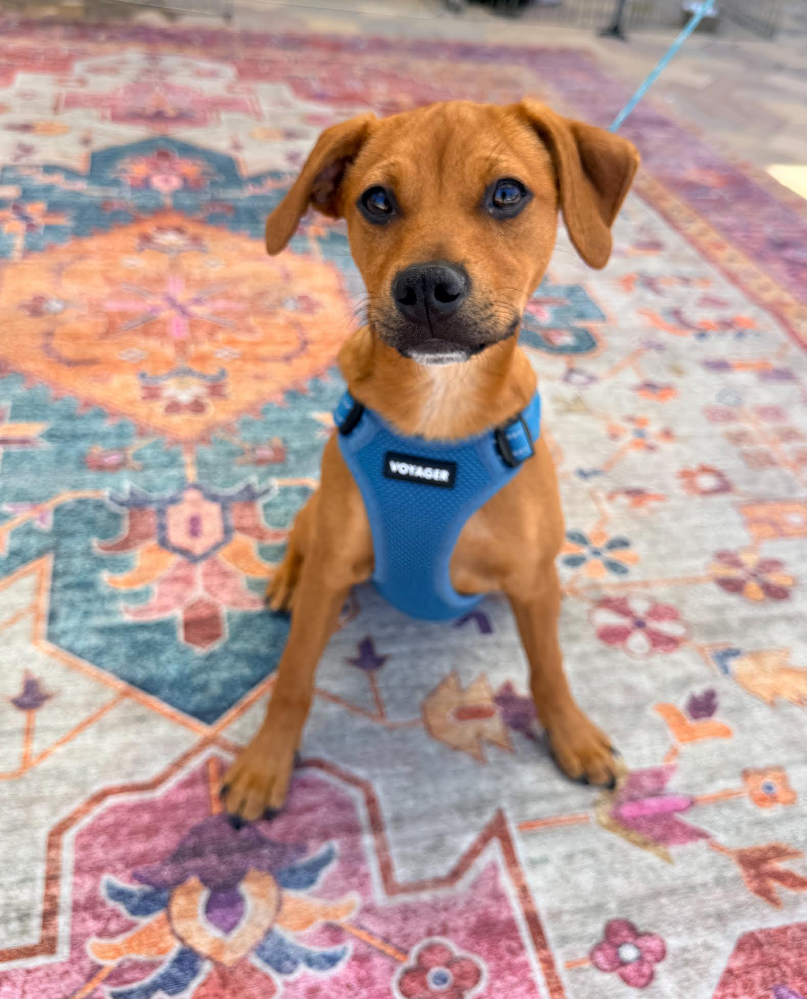 Duke, ADOPTABLE, Puppy Male Terrier.