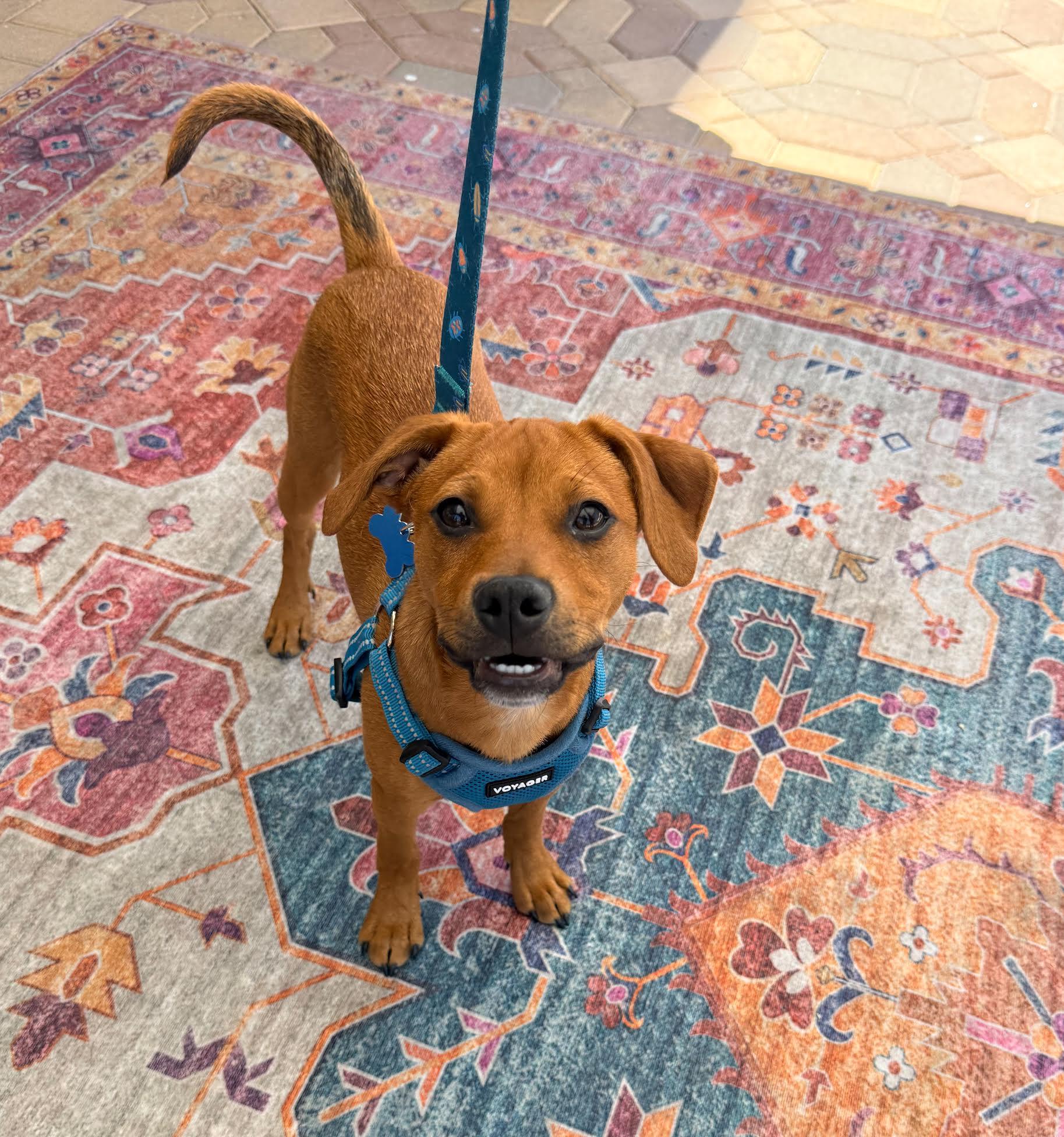 Duke, a ADOPTABLE mixed breed in Las Vegas, NV image 4/4