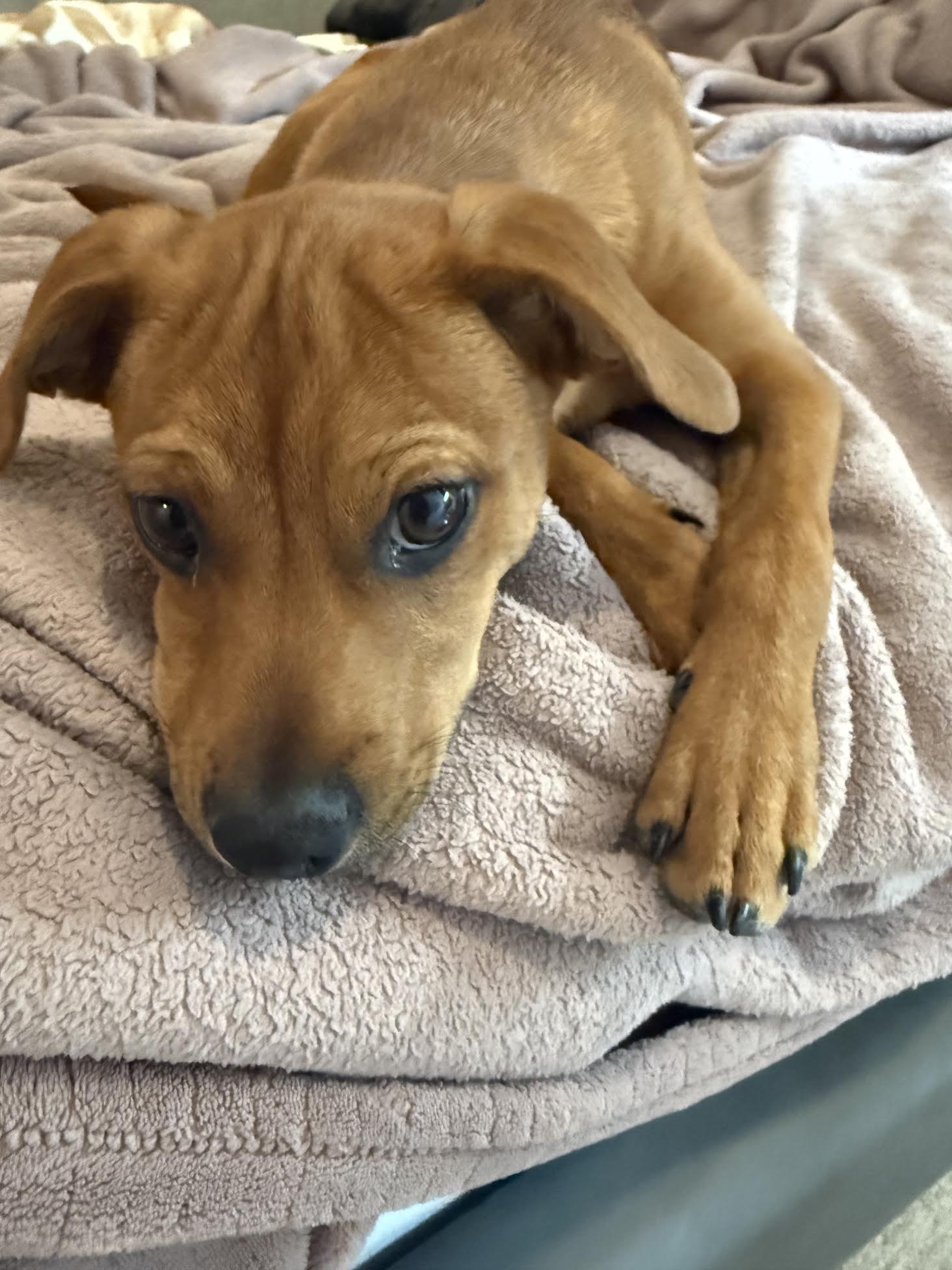 Duke, a ADOPTABLE mixed breed in Las Vegas, NV image 3/4