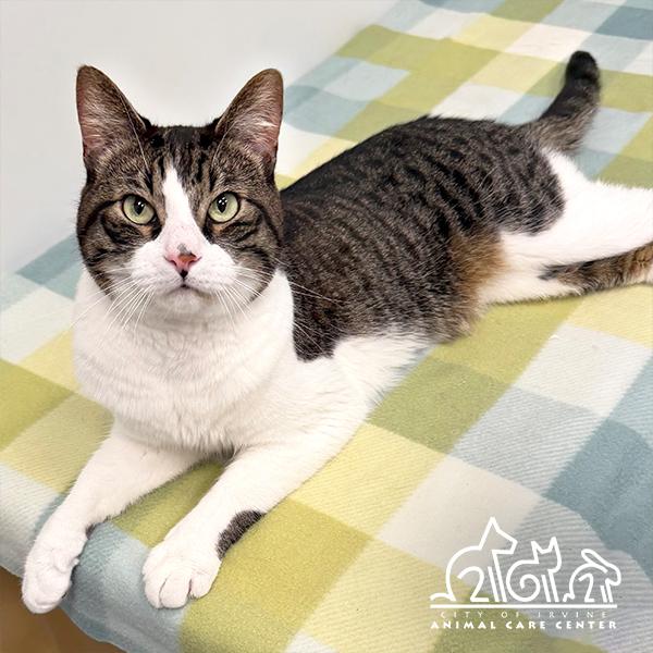 CODY, Adoptable, Adult Male Domestic Short Hair.