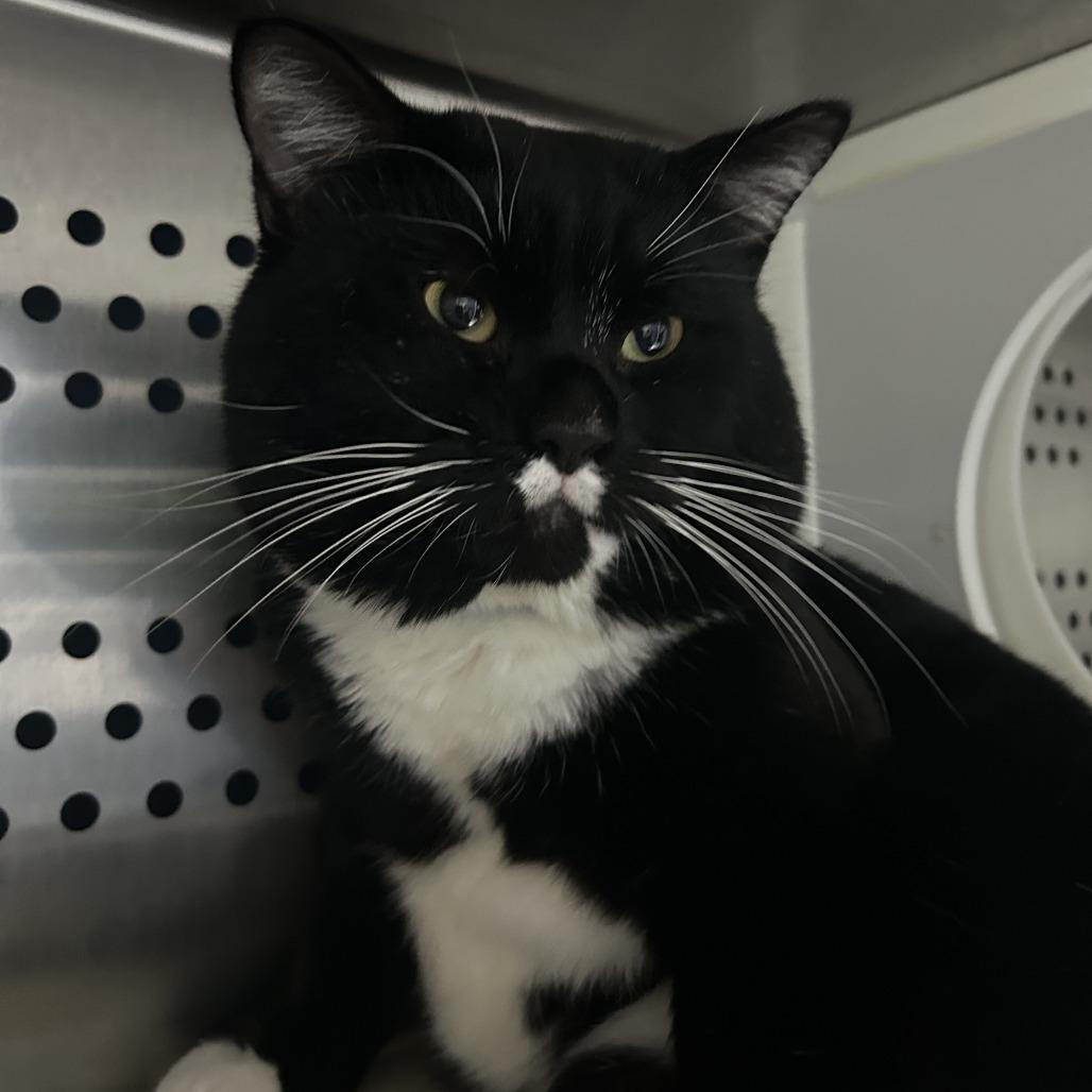 Horton, a Adoptable Domestic Short Hair in Auburn, AL image 1/4