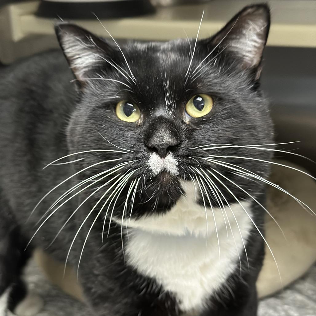 Horton, a Adoptable Domestic Short Hair in Auburn, AL image 3/4