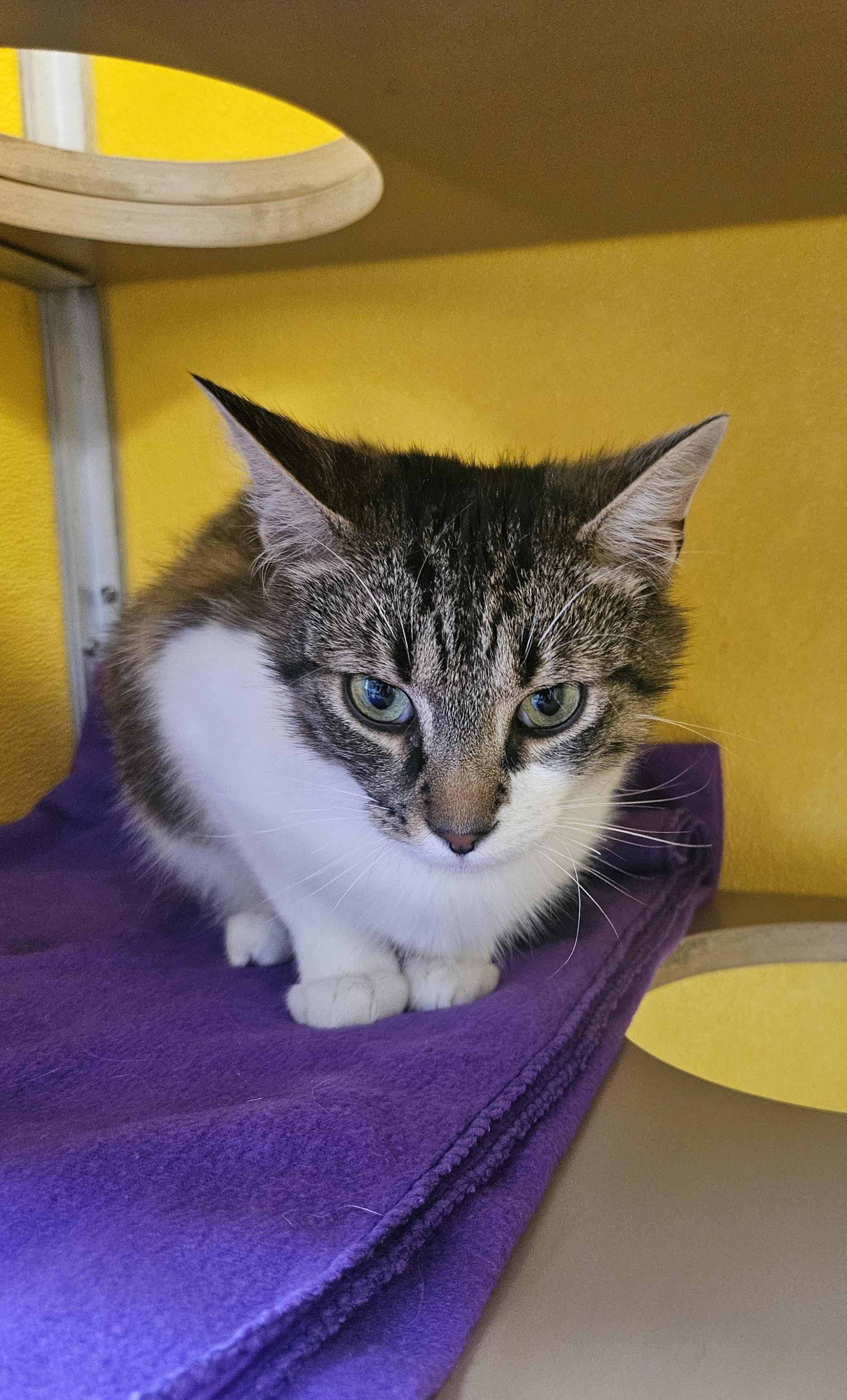 Enlarge Moe, an adopted Domestic Short Hair in Fall River, MA image 1/1
