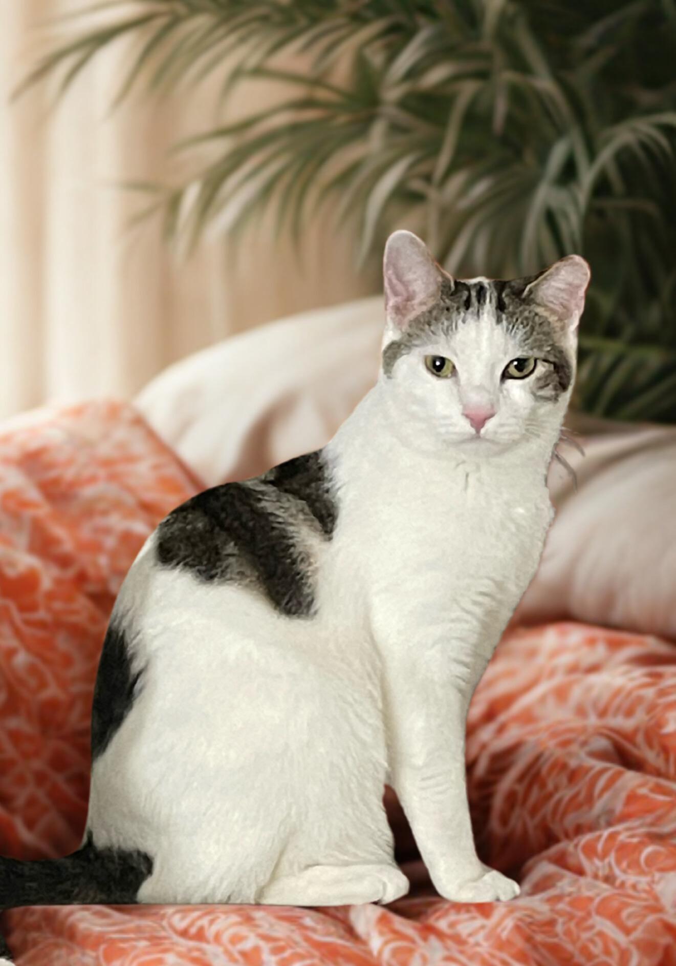 Lovie -Sweet and Sassy, a Adoptable American Shorthair in Bristow, VA image 2/2