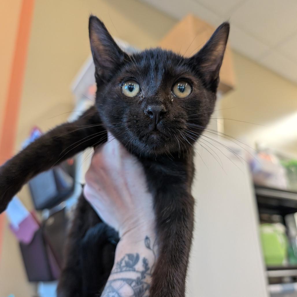 Enlarge Gru, a Adoptable Domestic Short Hair in Asheville, NC image 1/1