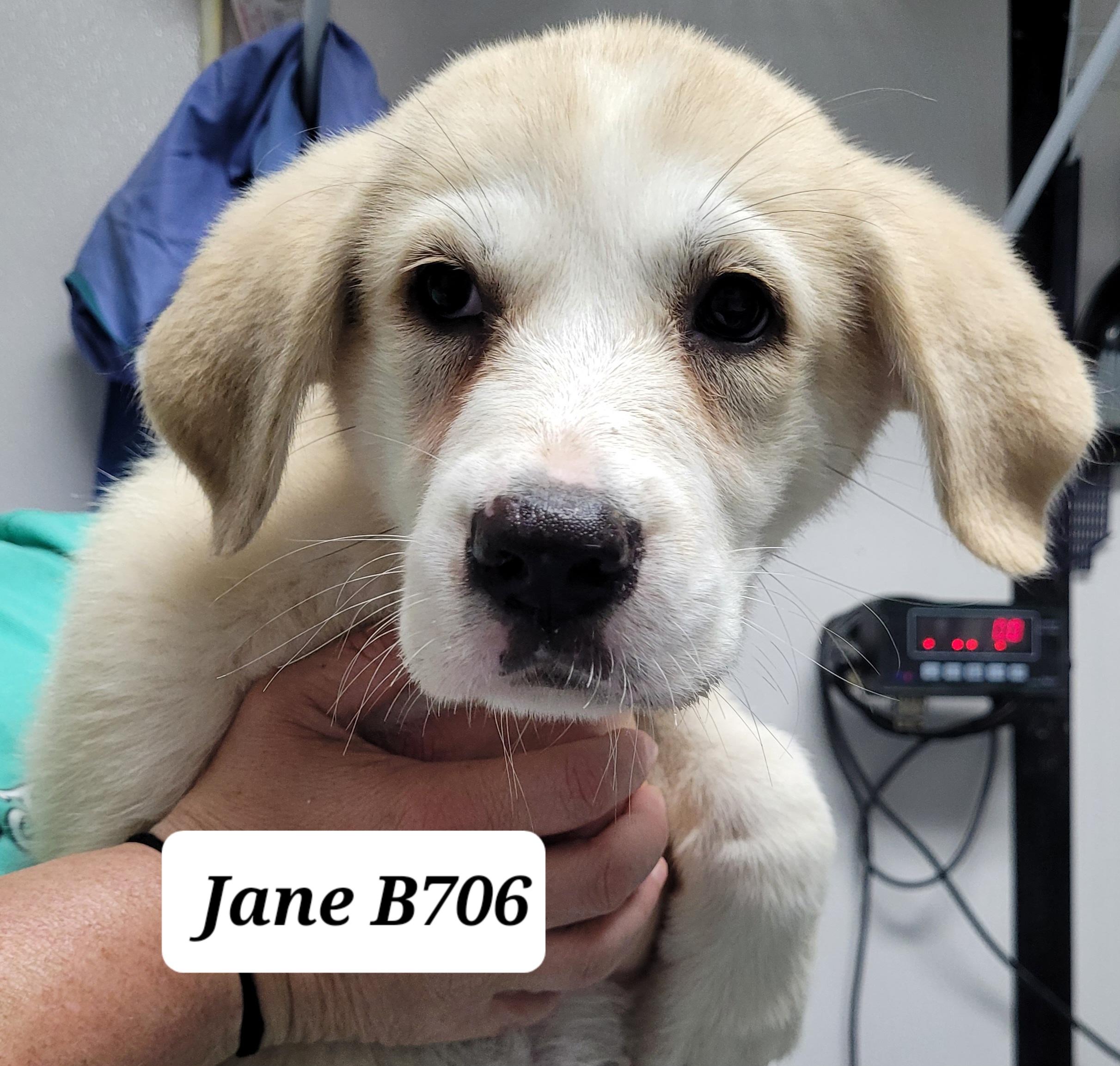 Jane