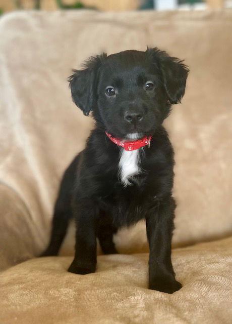 Ted, Adoptable, Puppy Male Labrador Retriever.