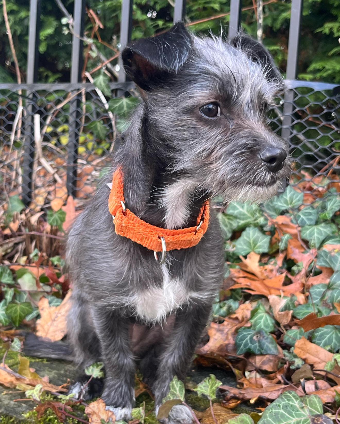 Stella, Adoptable, Puppy Female Miniature Schnauzer & Border Terrier.