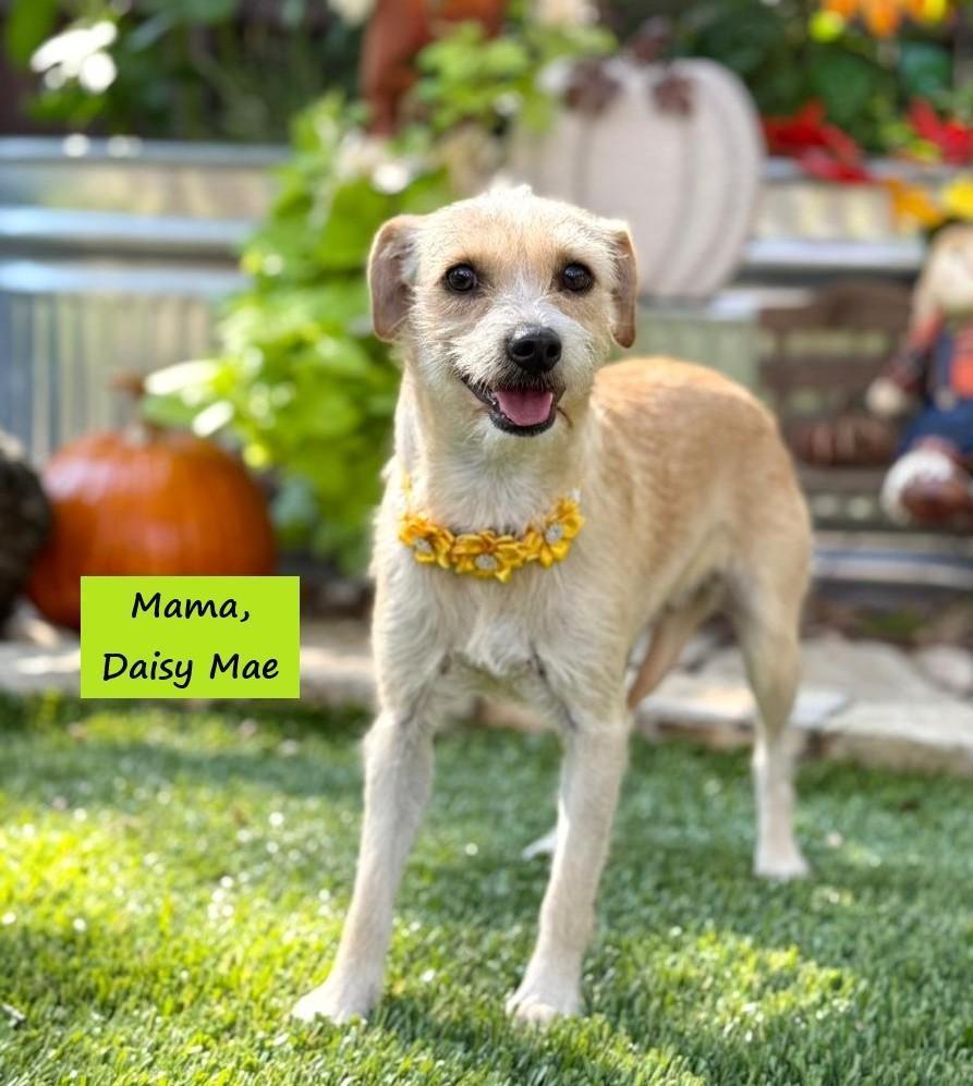 Enlarge Stella, an adopted mixed breed in Southport, CT image 6/6