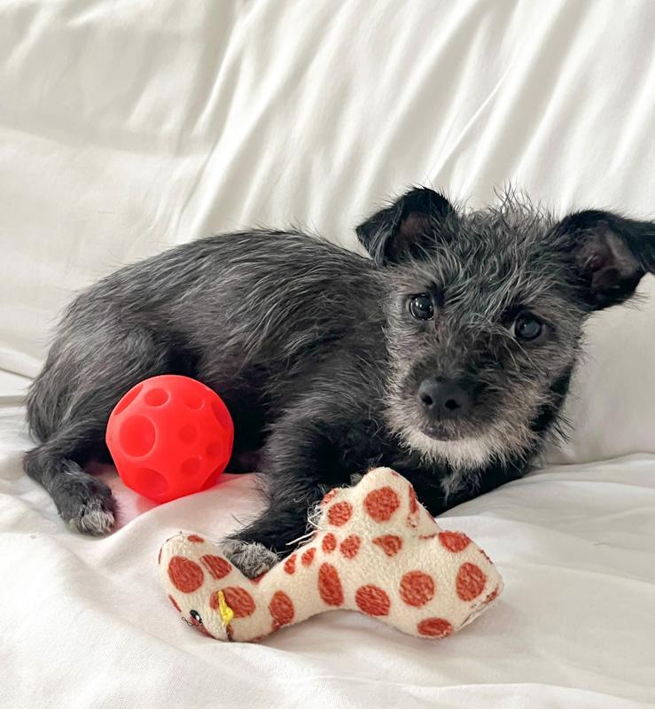 Enlarge Stella, an adopted mixed breed in Southport, CT image 3/6