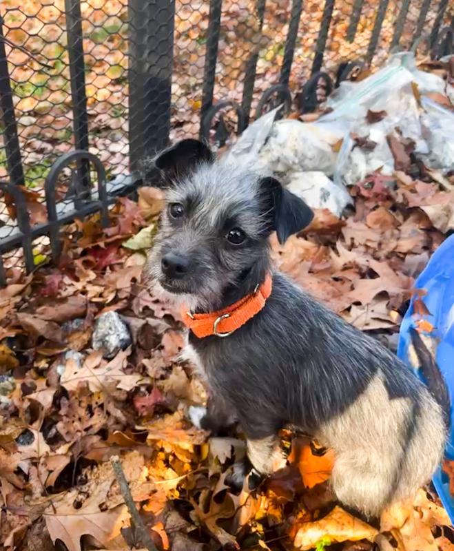 Enlarge Stella, an adopted mixed breed in Southport, CT image 5/6